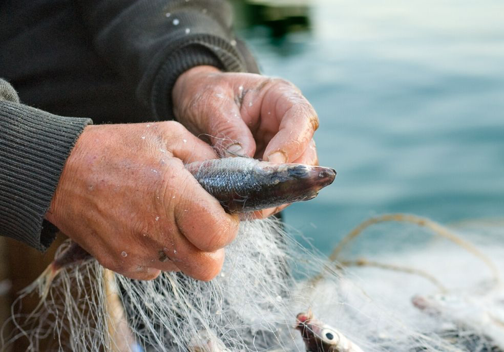 El GALP Costa da Morte apuesta por la transformación de los productos del mar