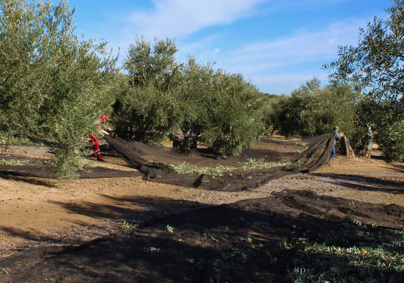 Nuevo mínimo histórico de producción de aceite en Sierra Mágina