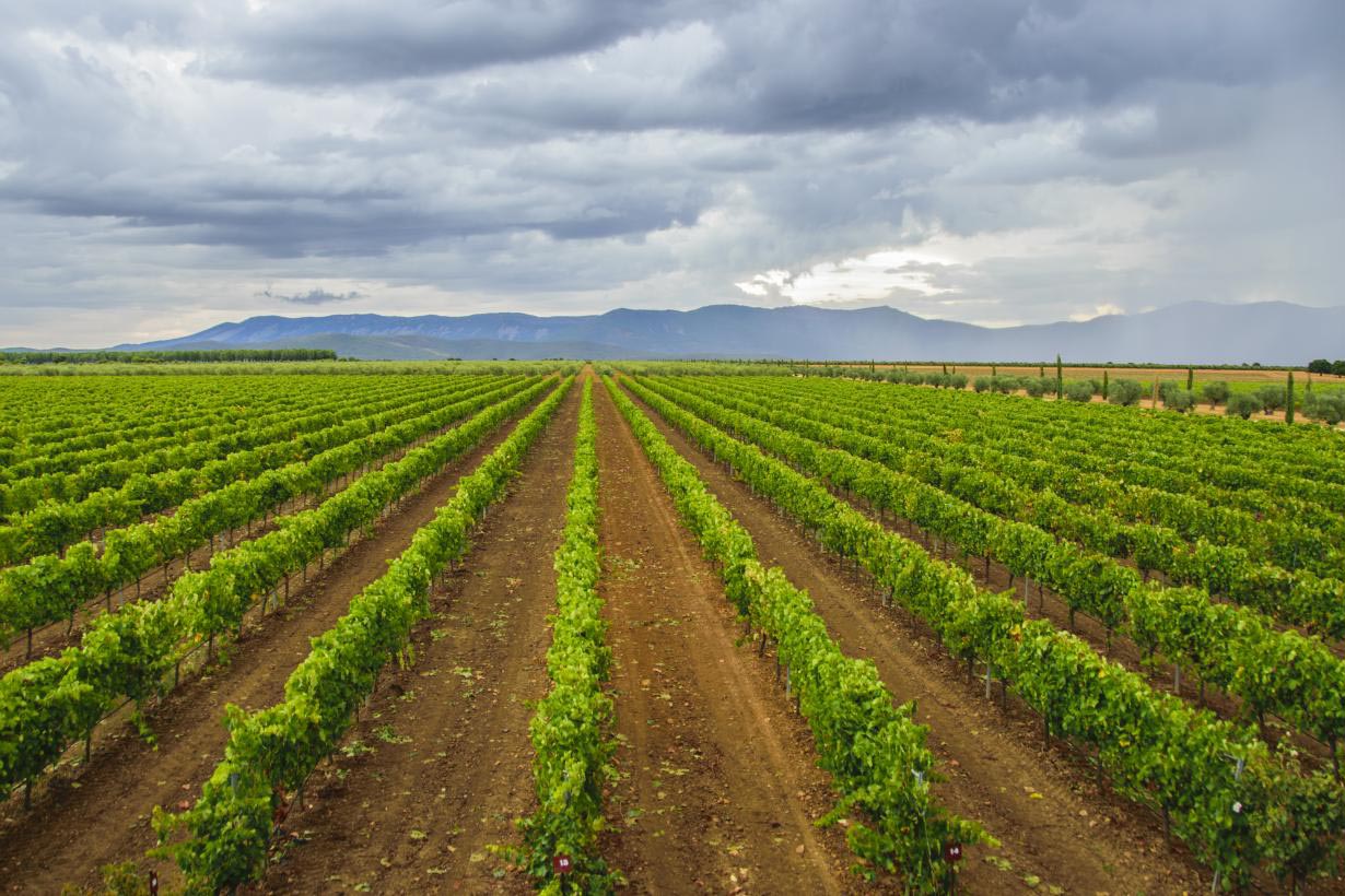 La Unión Europea registra la nueva DOP de vino de pago “Rosalejo”