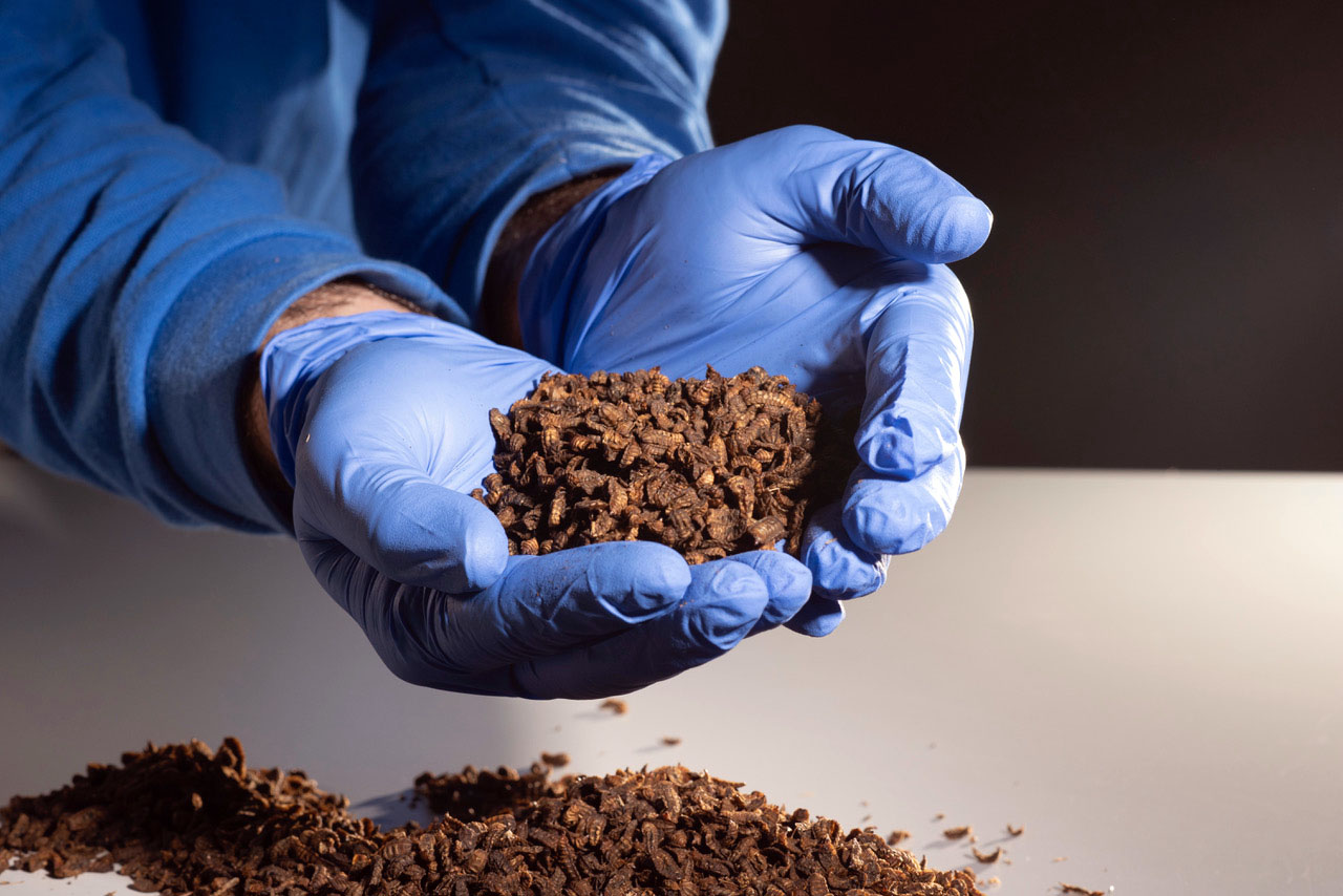 Bioflytech inicia la producción de harinas y grasas a partir de larva seca de mosca soldado negra en Galicia
