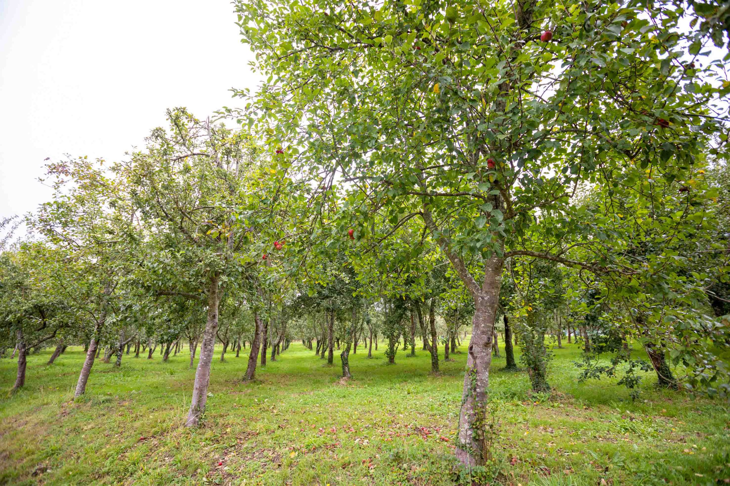 La Deputación de Pontevedra pone en marcha las “Rutas das Maceiras en Flor”
