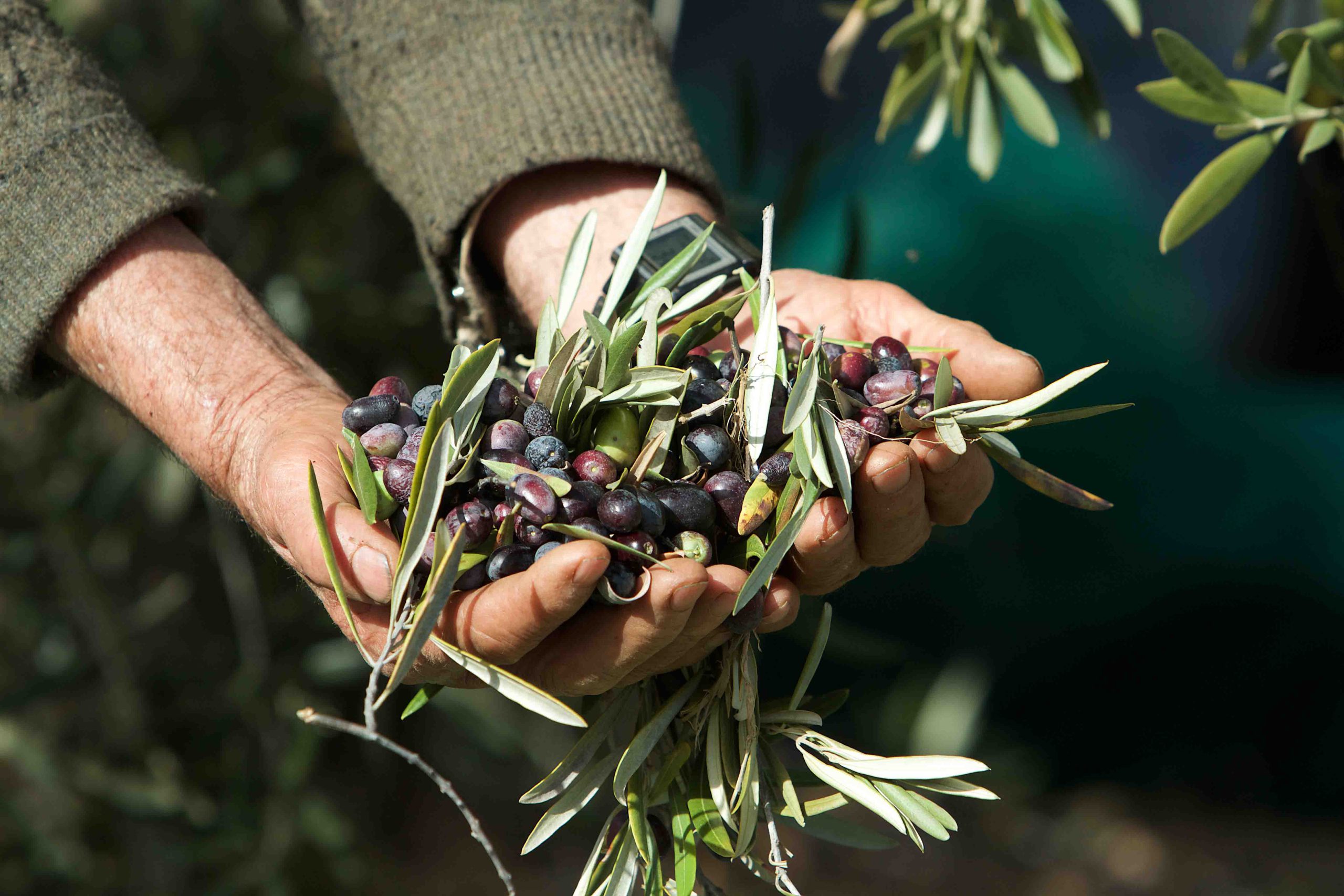La producción del aceite de oliva crece un 28%, hasta superar las 850.000 toneladas