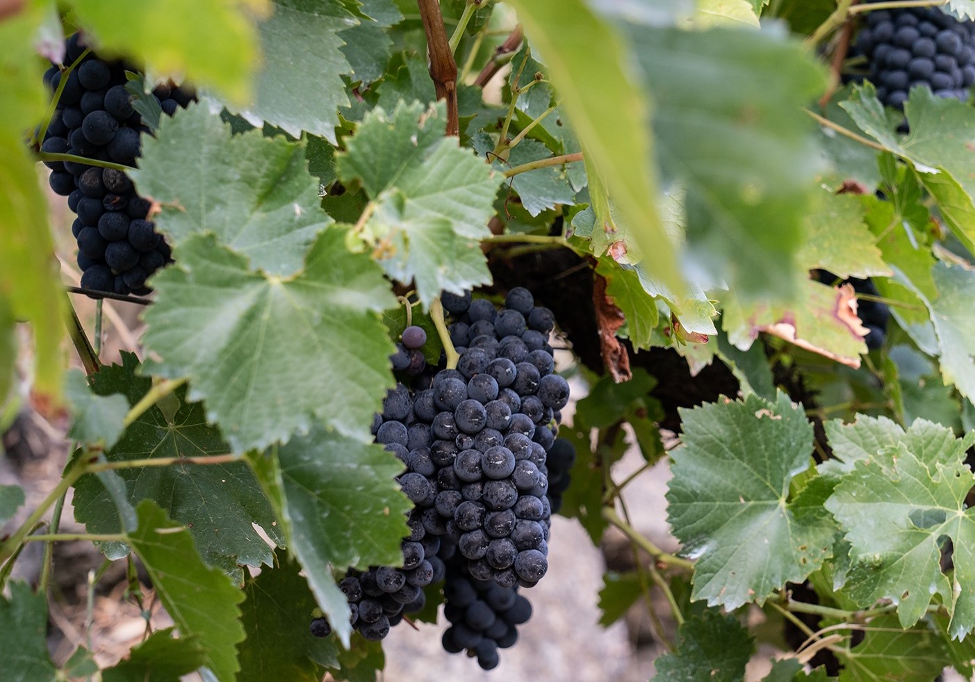 El futuro de la DO Ribeira Sacra, a debate