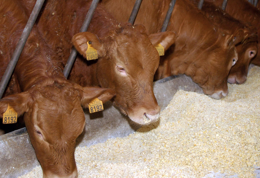 La Xunta ayuda a los productores de Ternera Gallega con casi 12 millones de euros