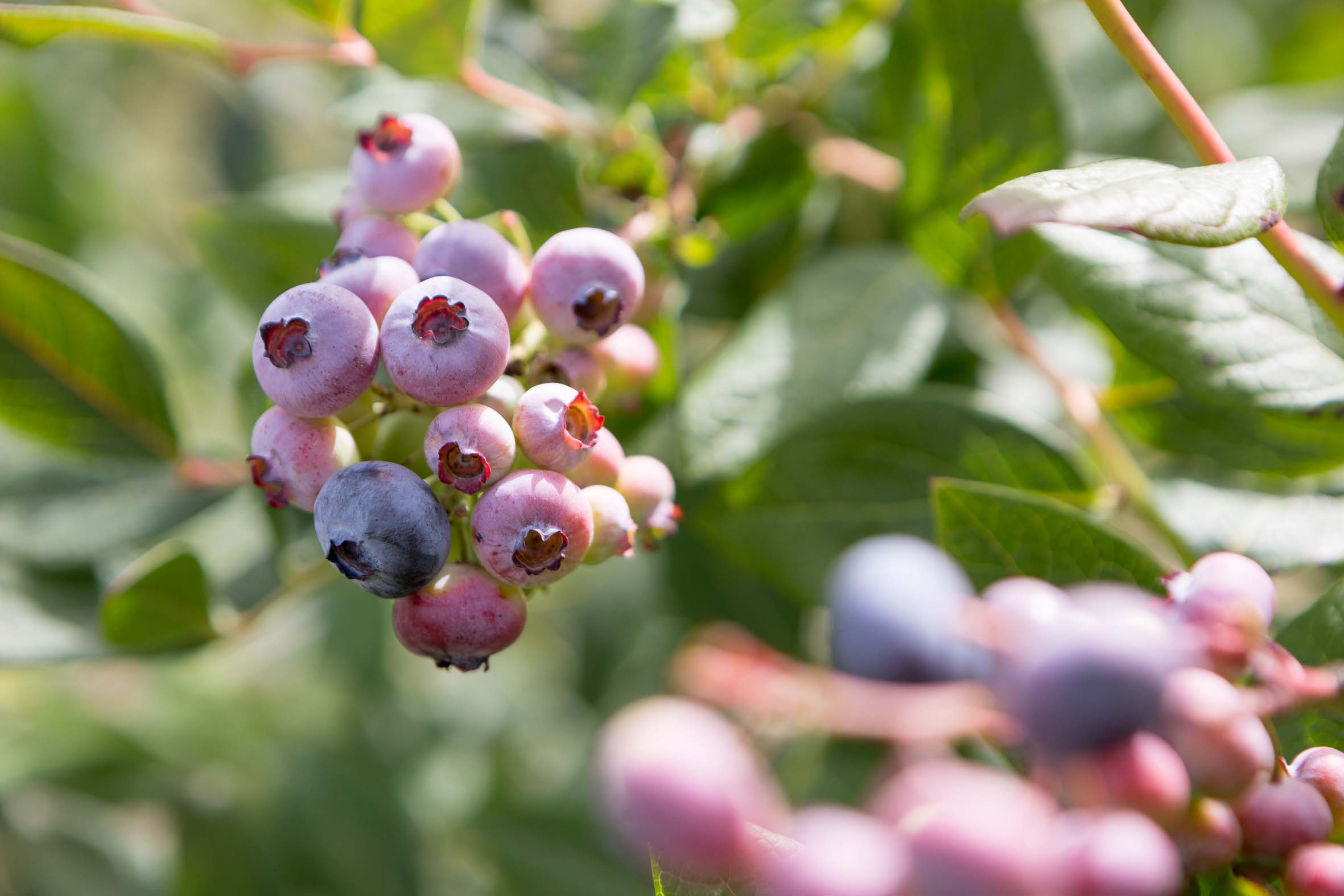 Lugo busca diversificar su producción frutícola