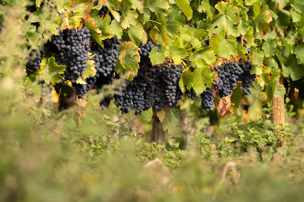 La Xunta implementa acciones para mitigar la crisis de excedentes de vino en la Ribeira Sacra