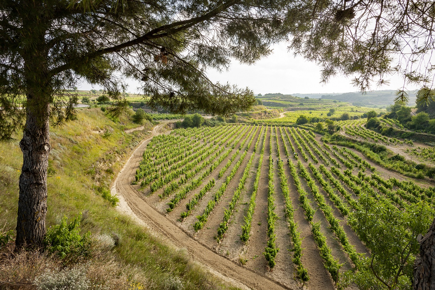 Fillaboa y otras dos bodegas del Grupo Masaveu ya cuentan con el certificado de gestión ambiental sostenible y eficiente ISO 14001