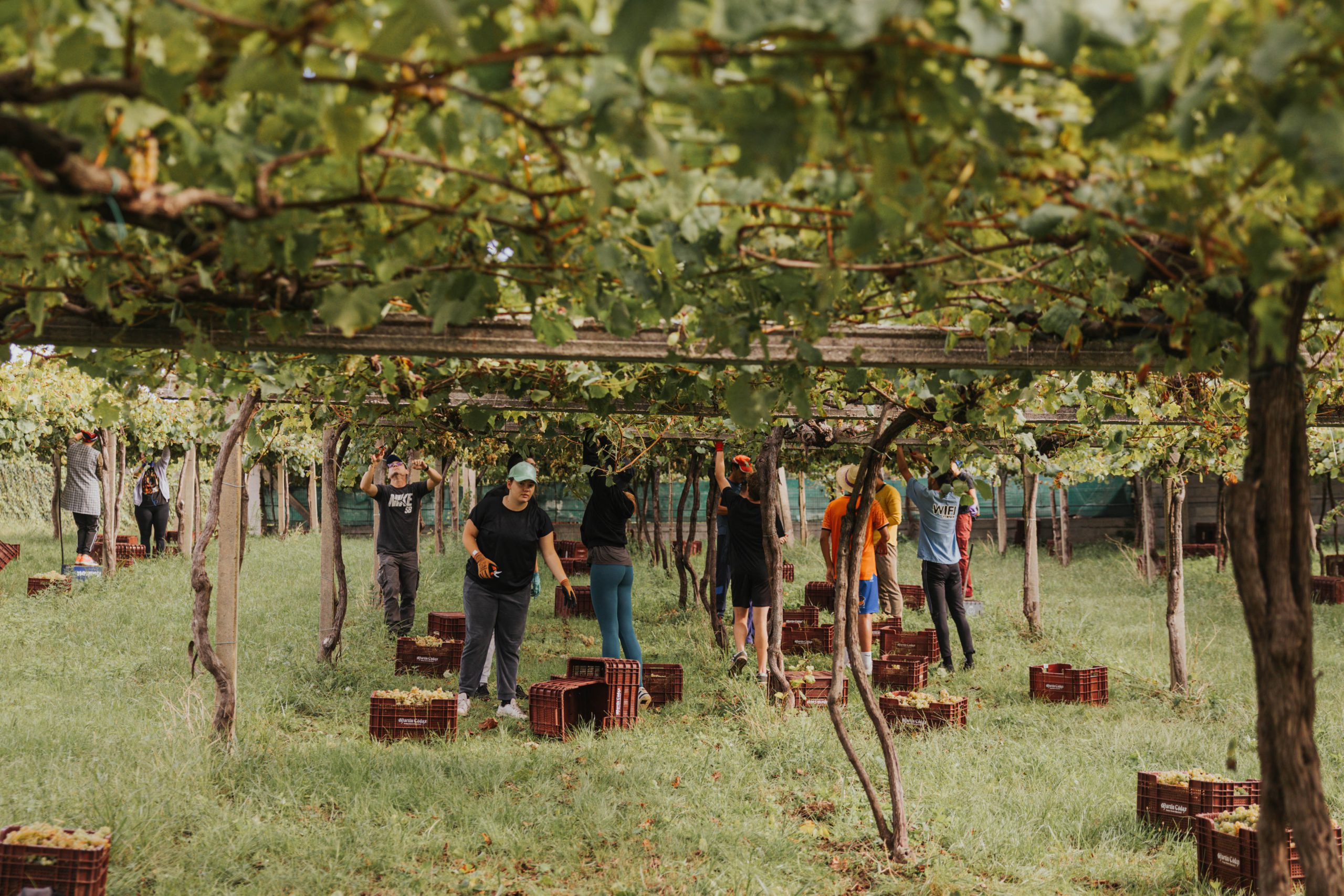 Bodegas Martín Códax arranca con su vendimia en Cambados