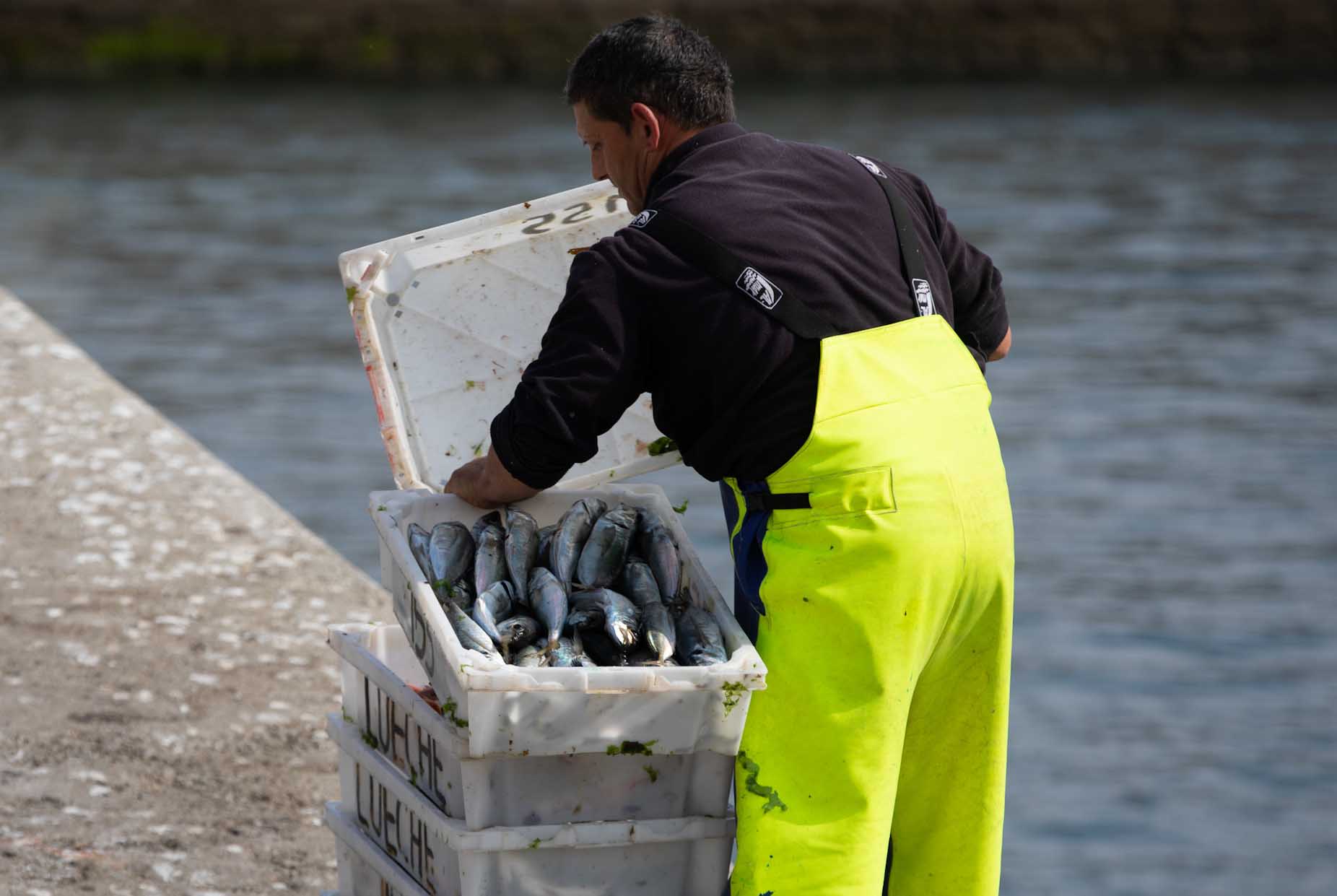 Jornada divulgativa sobre gastronomía y productos de la pesca, en Foz