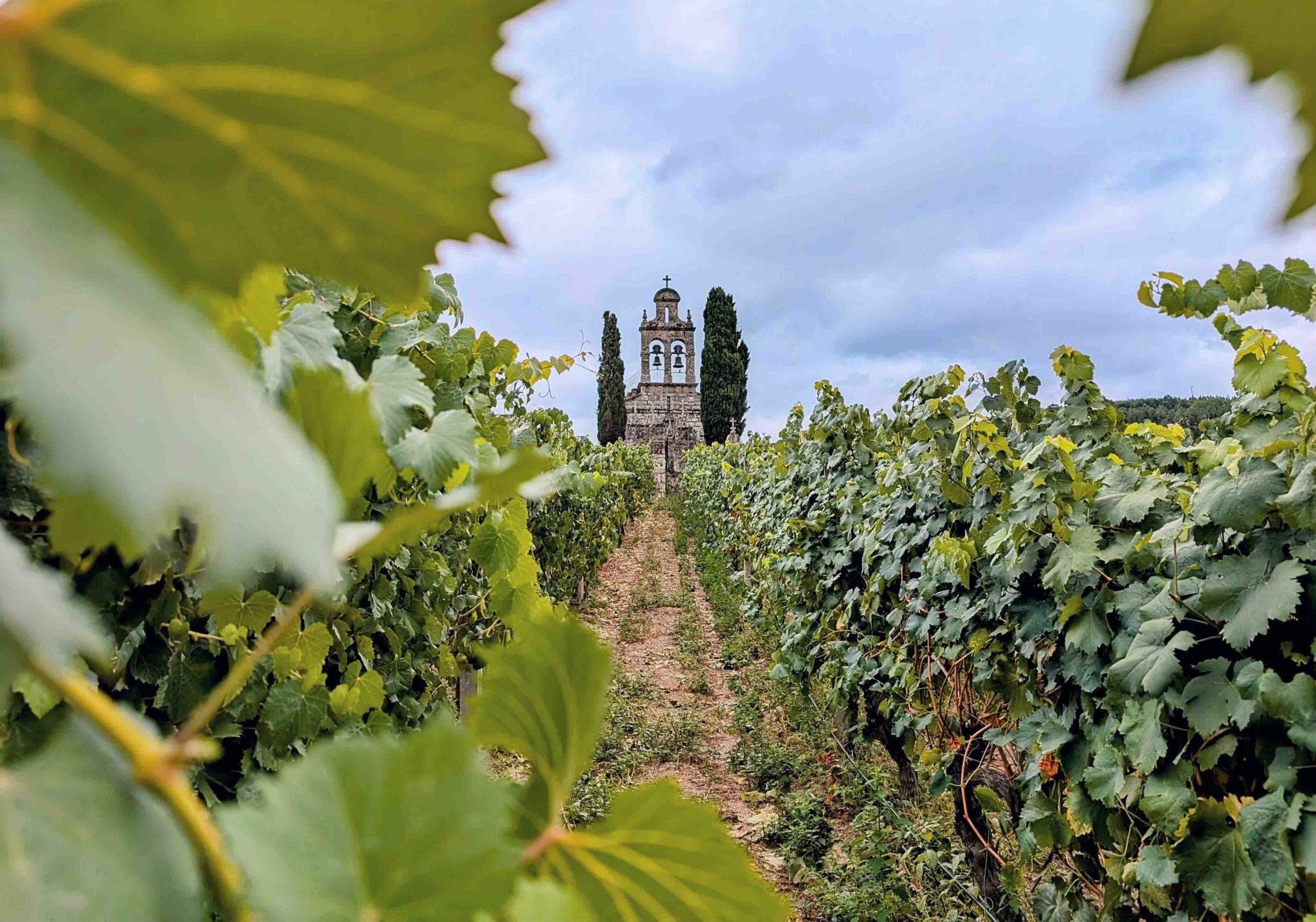 Se acota la inscripción de variedades de uva secundarias en la DO Ribeiro