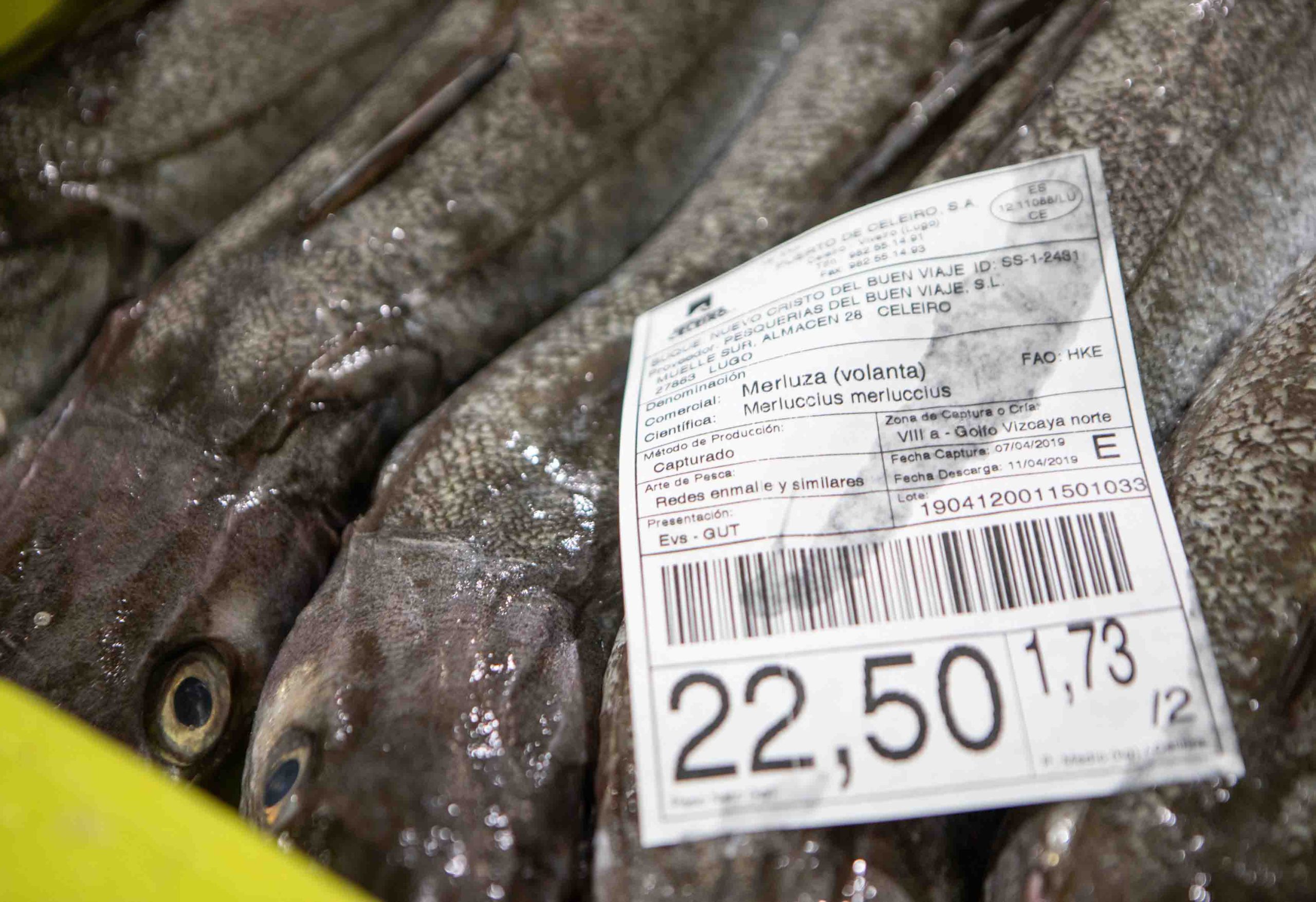 El 100% de la Merluza de Volanta de Celeiro logra la certificación de pesca sostenible ‘Friend of the Sea’