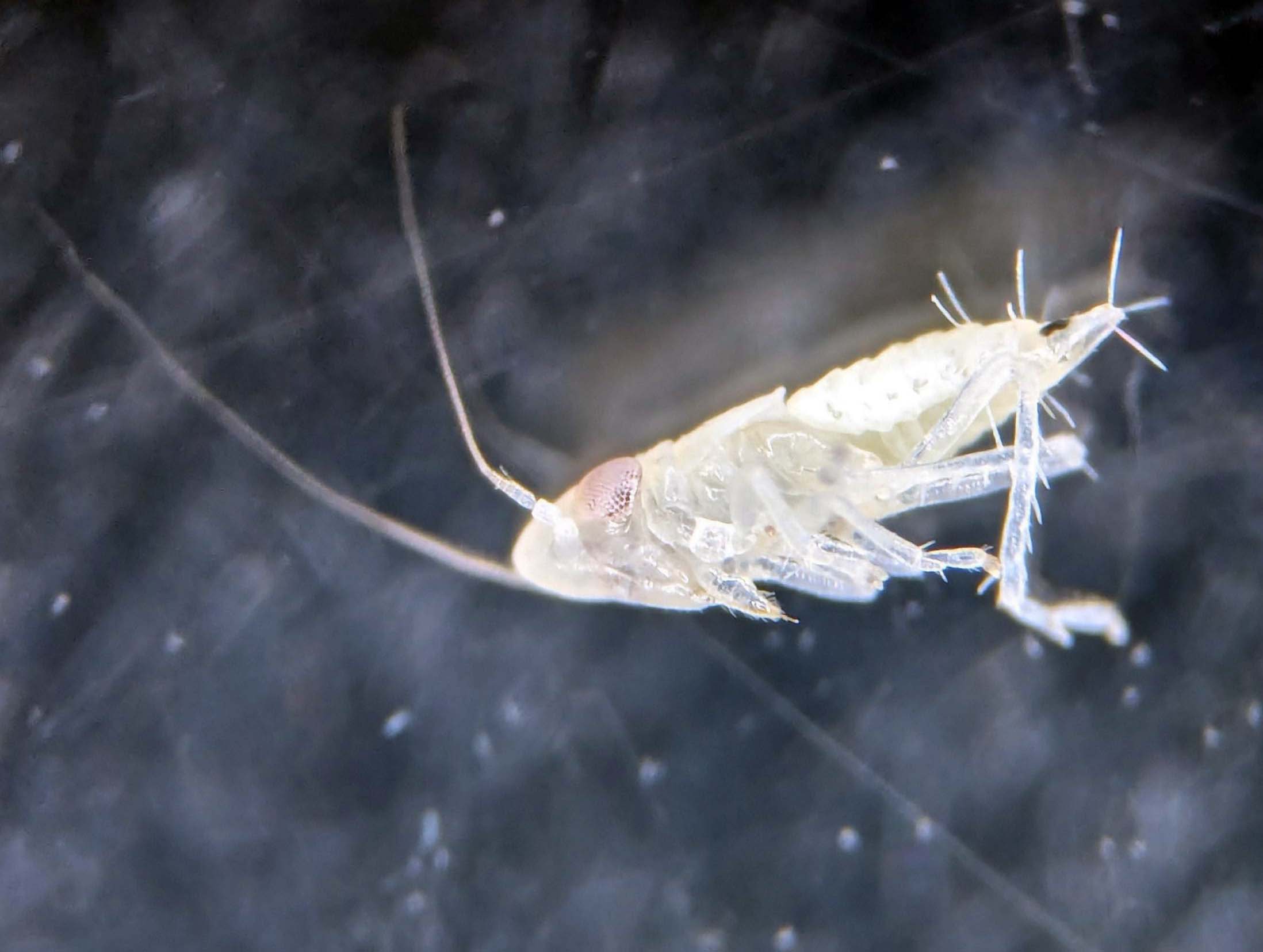 La Xunta califica de utilidad pública la erradicación de la flavescencia dorada de la viña