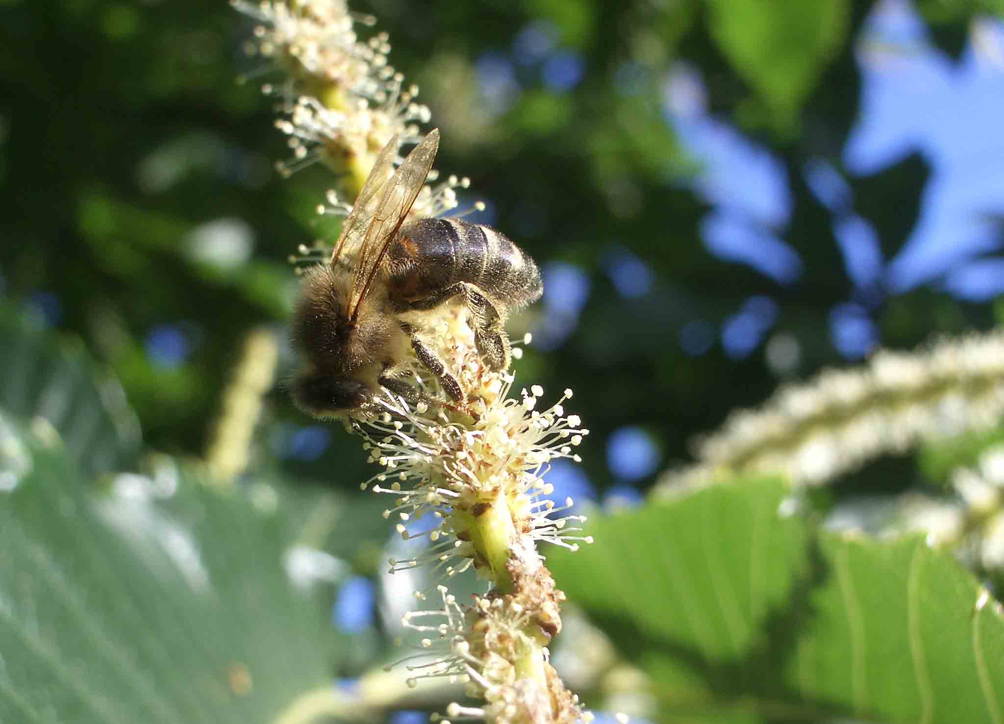 O Porriño y Pontevedra acogen actividades por el Día de la Abeja