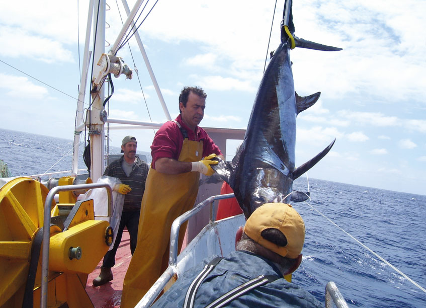 Interfish aumenta su implicación en la promoción de sus especies