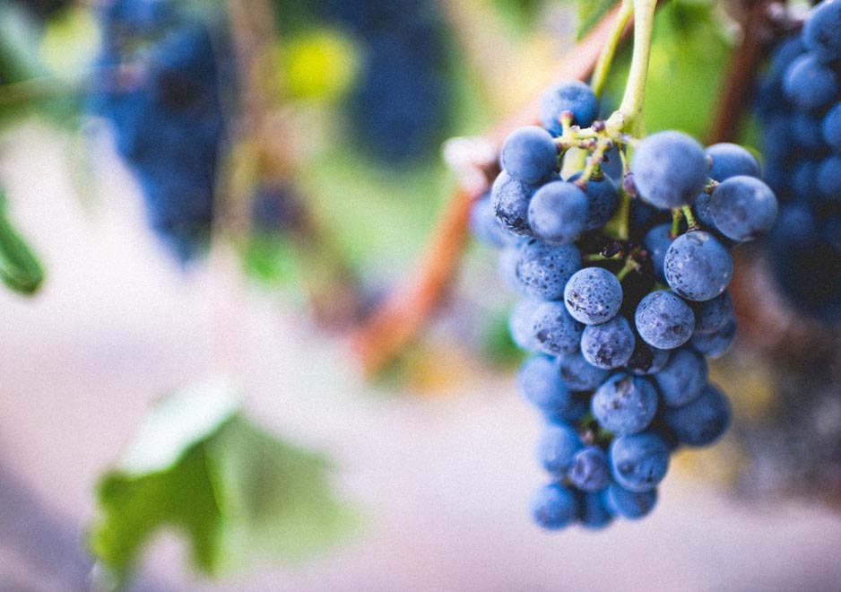 El Ministerio de Agricultura, Pesca y Alimentación autorizó la plantación de 928 hectáreas nuevas de viñedo en 2024
