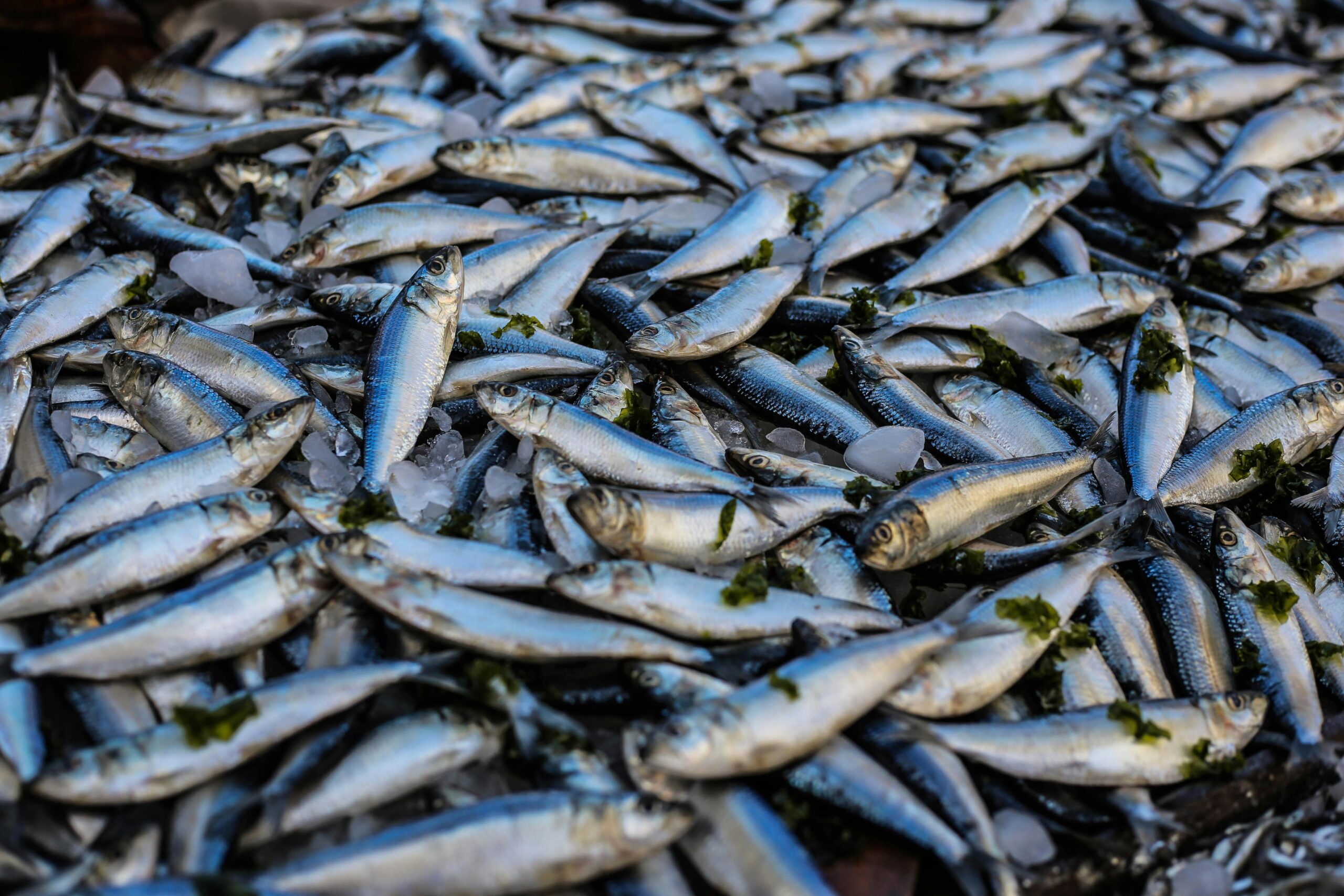El Gobierno incentiva el consumo de productos pesqueros, mariscos y sus conservas 