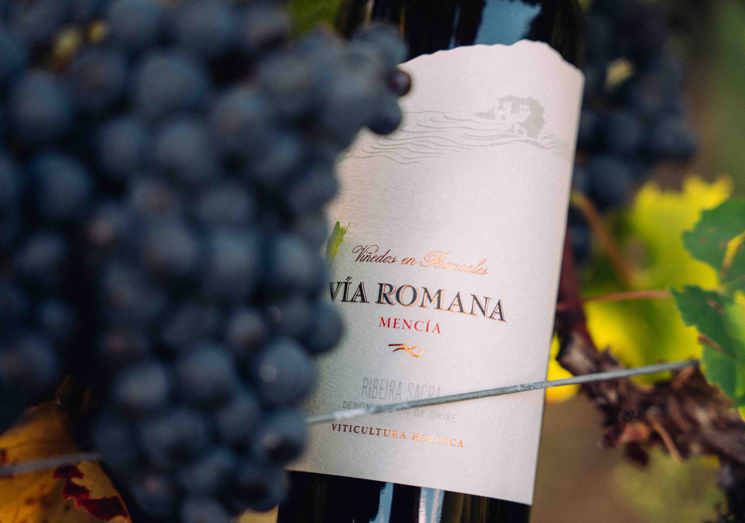 Sale al mercado la nueva añada del Mencía Vía Romana
