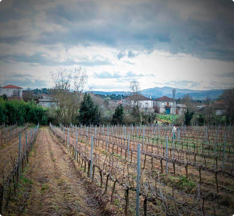 Medio Rural da luz verde a los cambios para mejorar la calidad de los vinos y ampliar el territorio de la DO Monterrei
