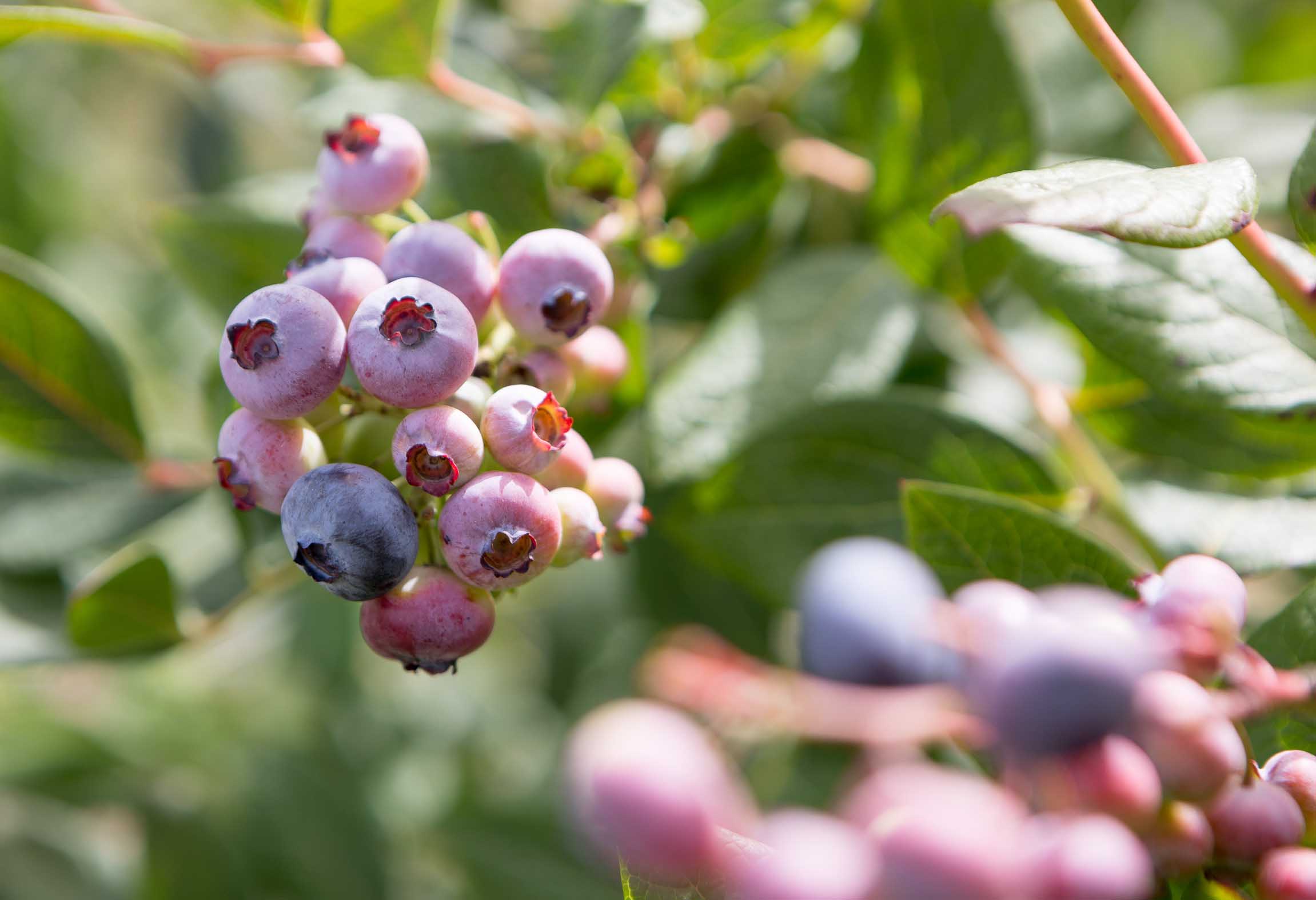Impulsan en Lugo el cultivo de frutos del bosque