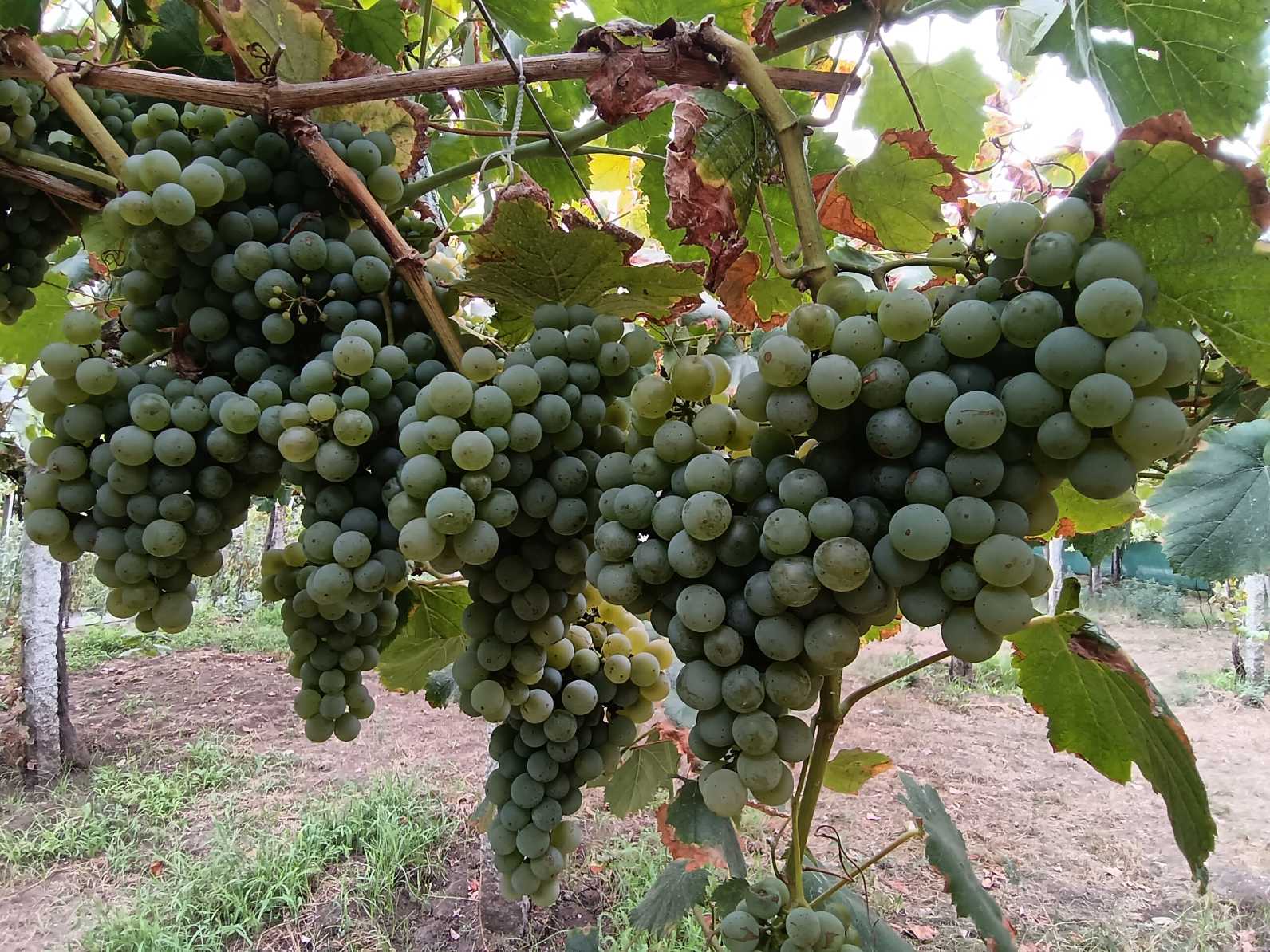 La vendimia se extiende en Rías Baixas con buenas perspectivas