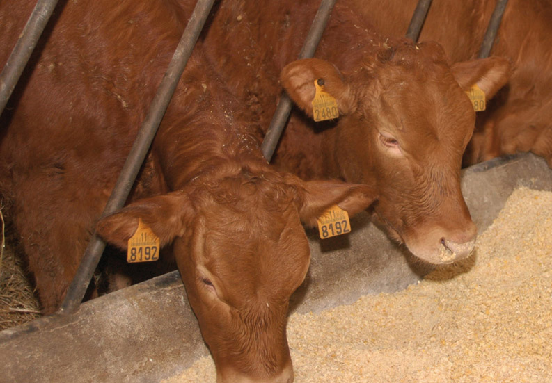 El valor de la producción de carne de vacuno creció un 12 % el año pasado