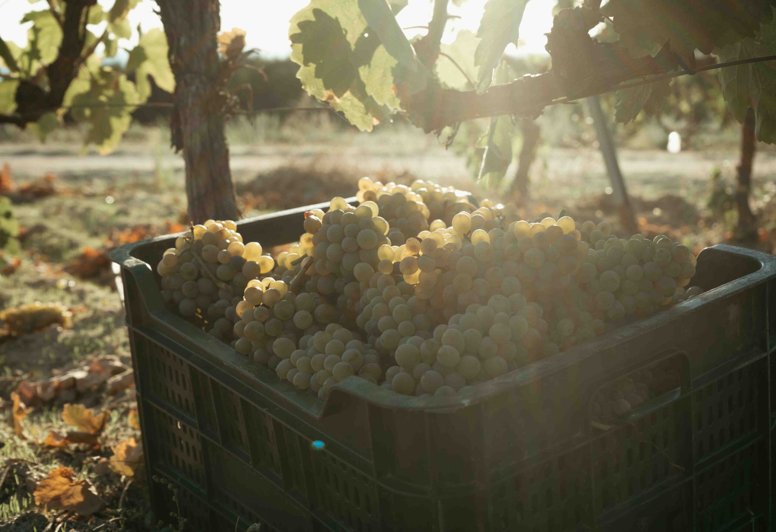 Dos millones de euros en ayudas para la compra de uva por parte de las bodegas gallegas