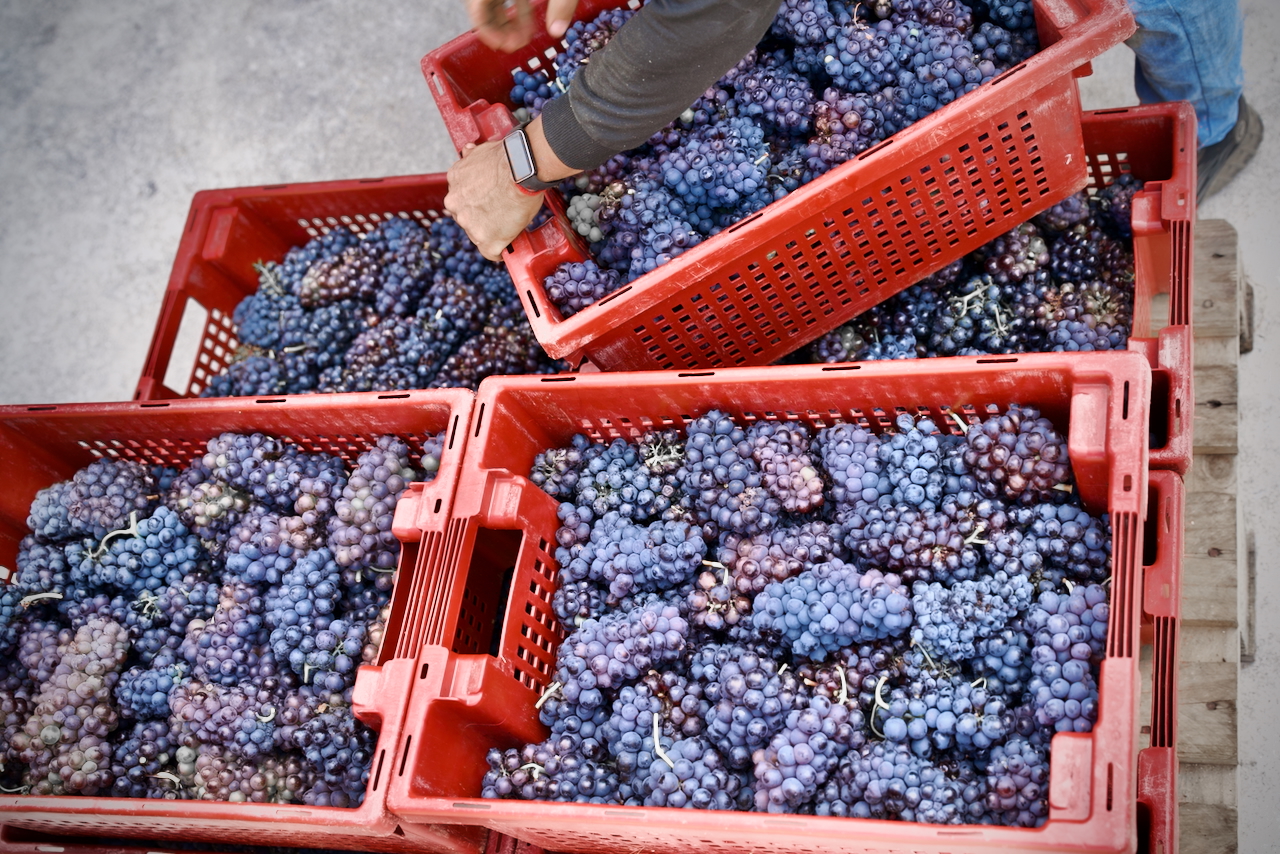 Más de 300.000 kilos de uva recogidos en la D.O. Ribeira Sacra 