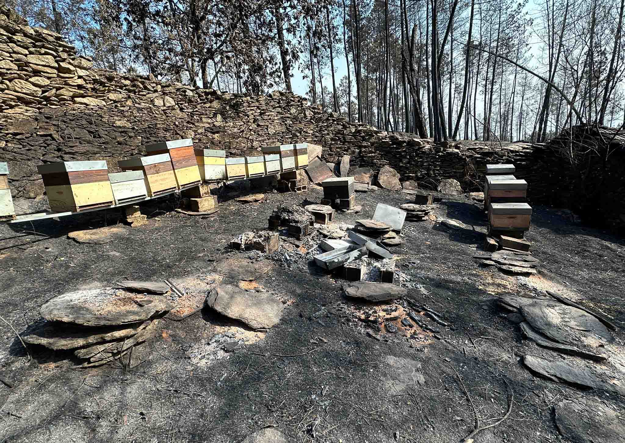 El SLG denuncia la “insuficiencia” de las ayudas a la apicultura tras los incendios