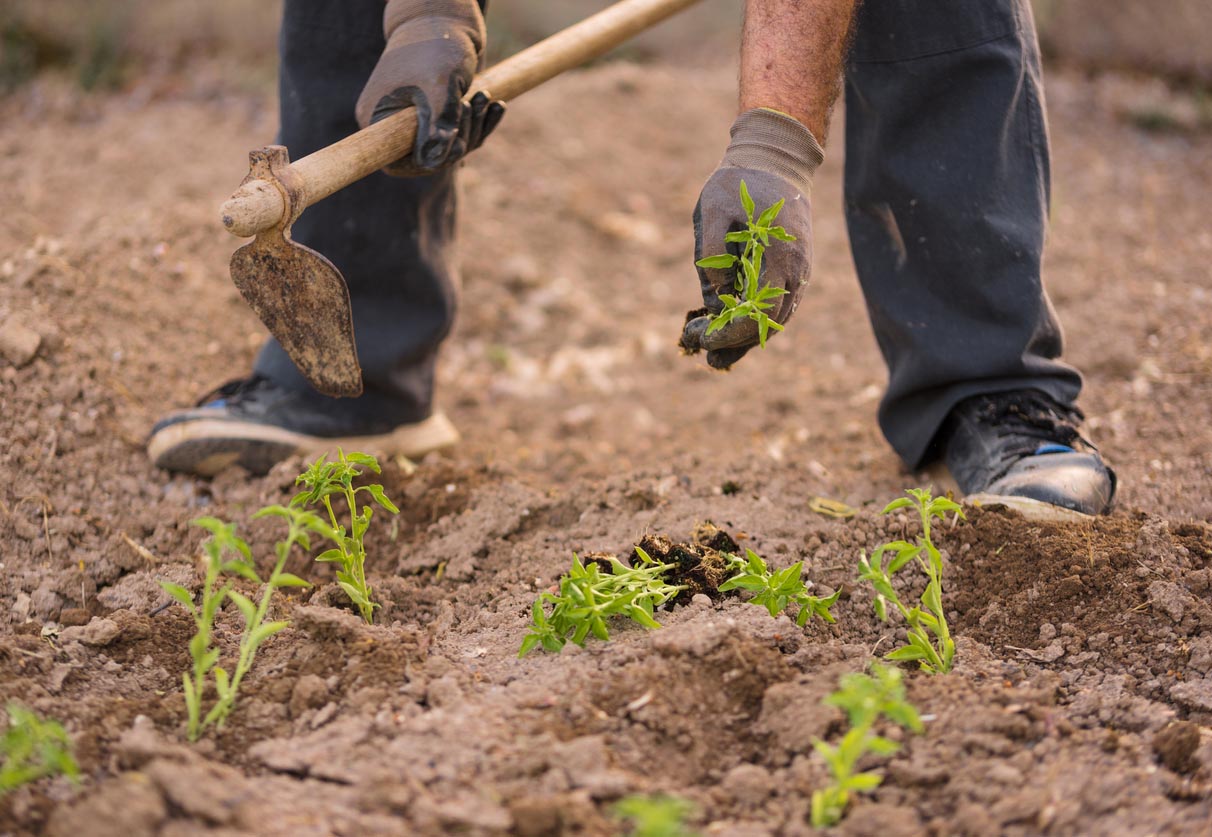 España se consolida como primer país europeo en superficie de producción ecológica