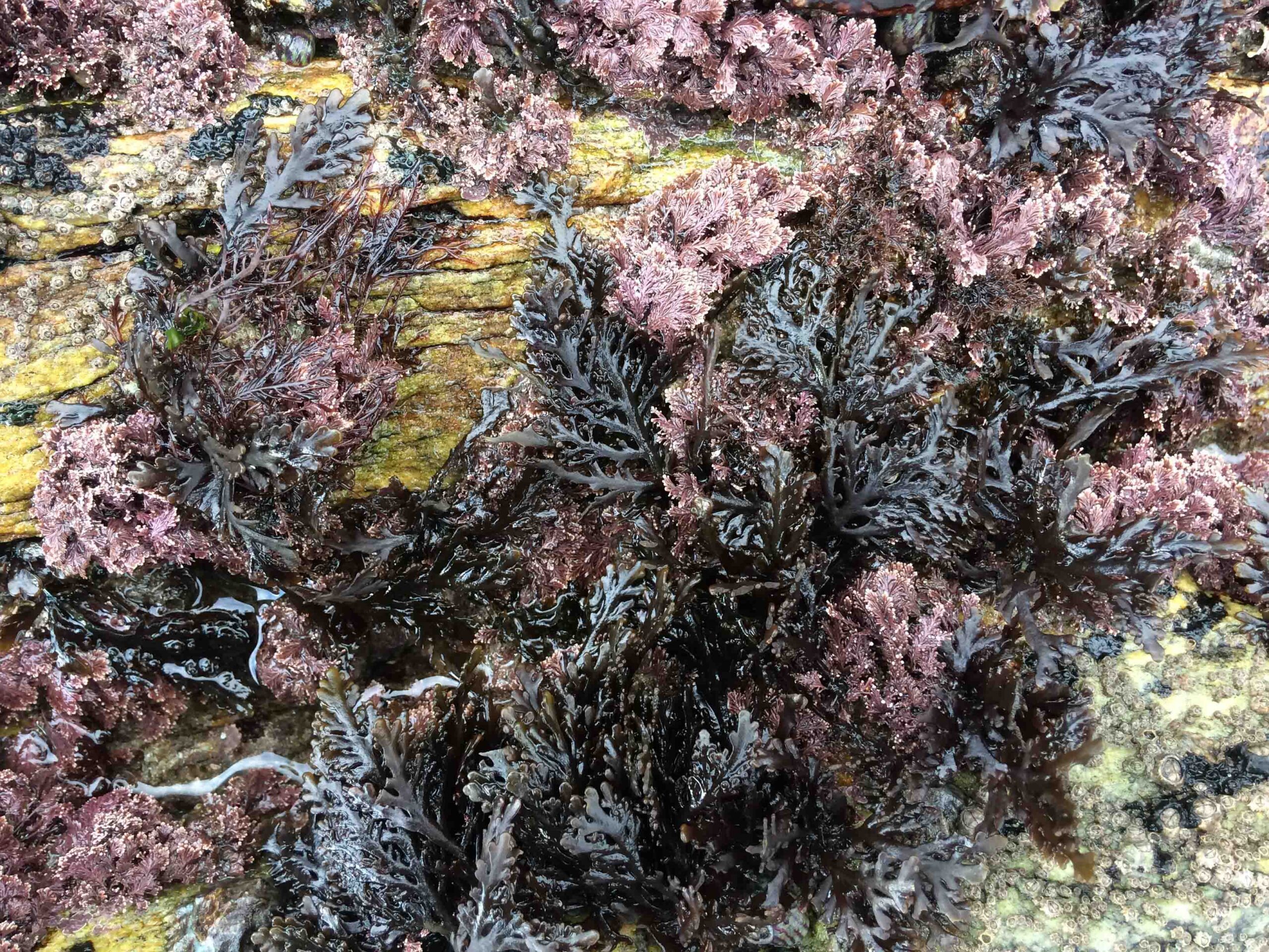 Galicia lidera un proyecto para poner en valor las algas del Atlántico