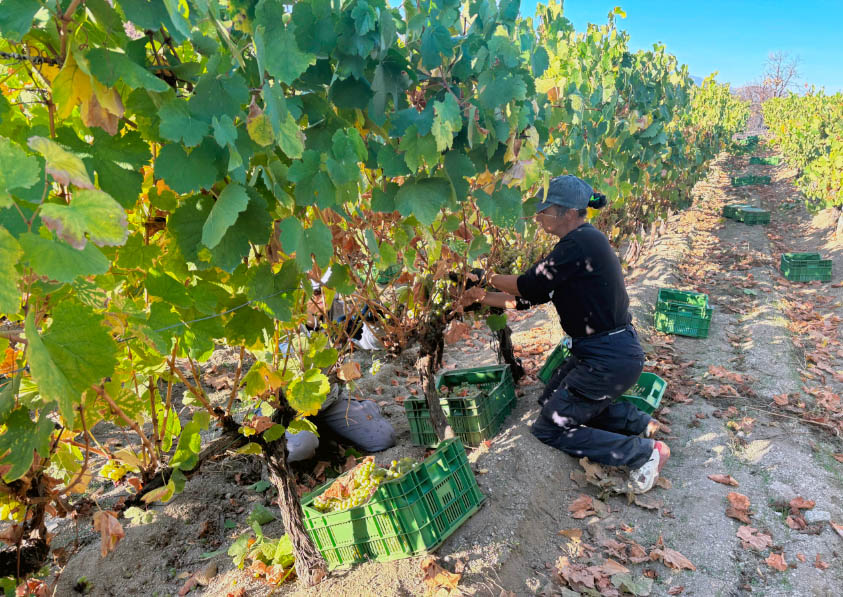 La D.O. Valdeorras termina la vendimia con una uva “de salud y calidad excelentes”
