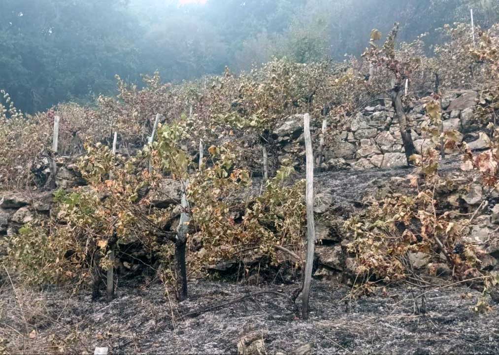 La Xunta organiza una jornada formativa sobre la recuperación del viñedo tras los incendios
