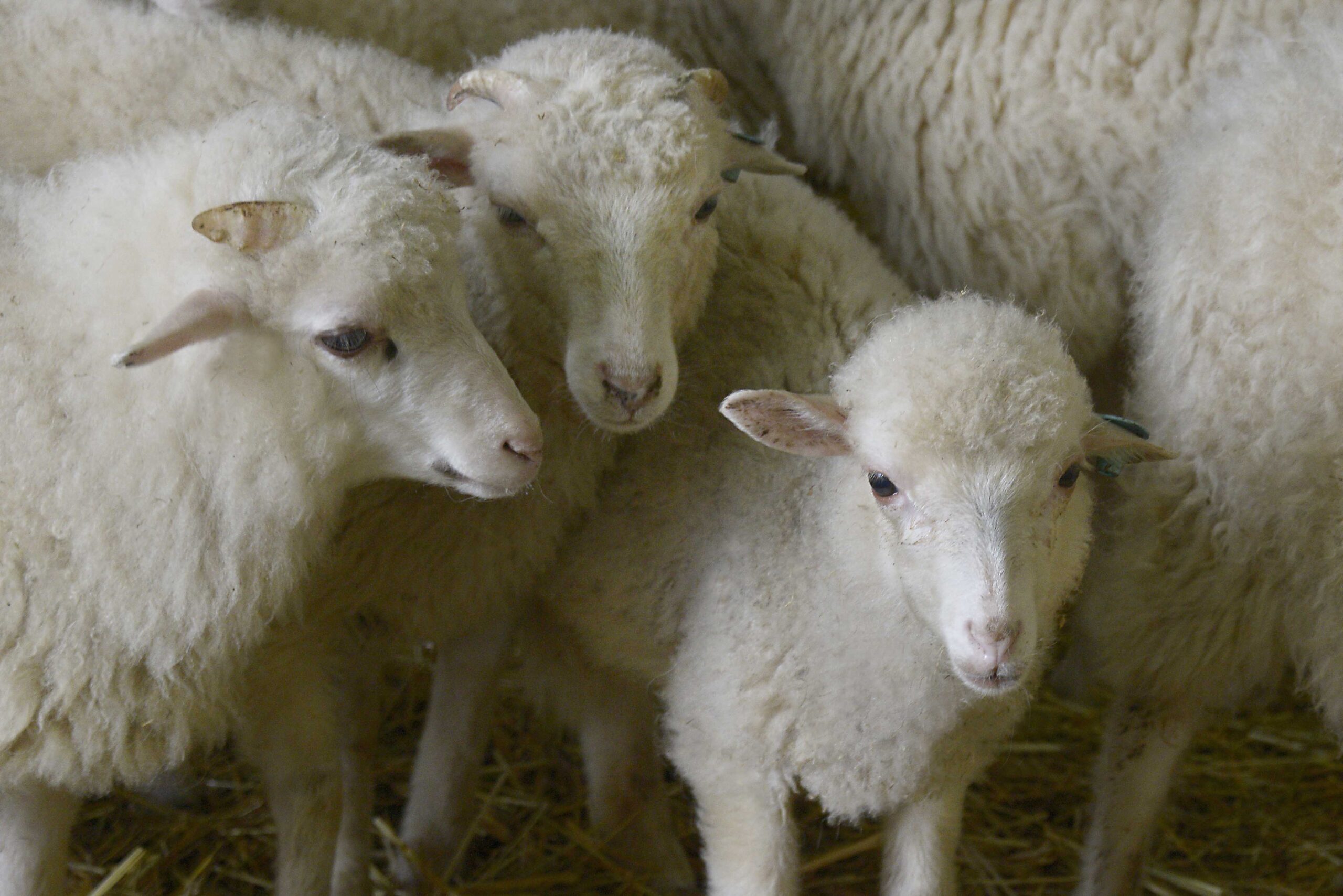 Cordero gallego o castellano: el preferido para las mesas de Navidad 