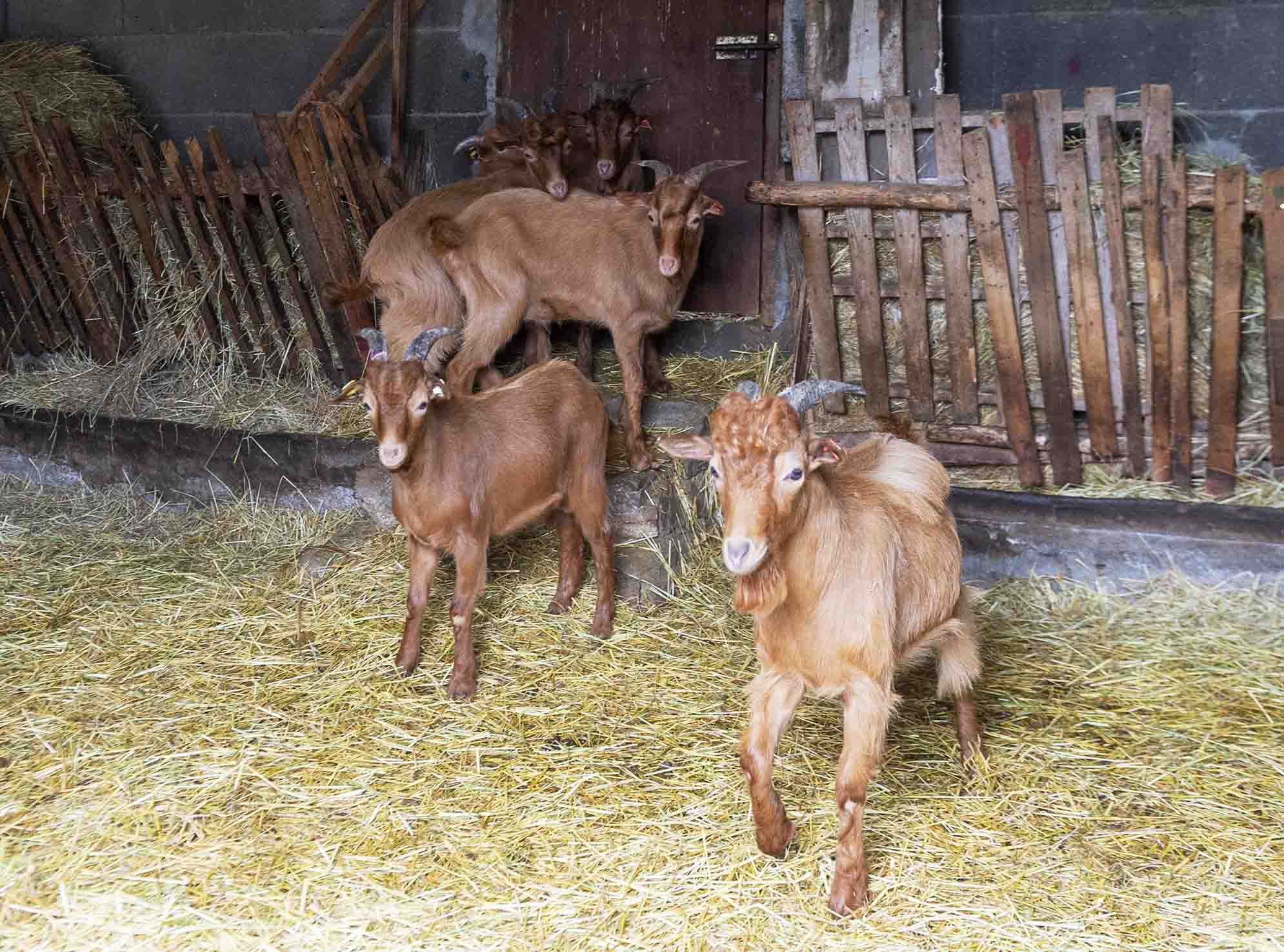 Medio Rural convoca ayudas para el fomento de las razas autóctonas dotadas con 270.000 €