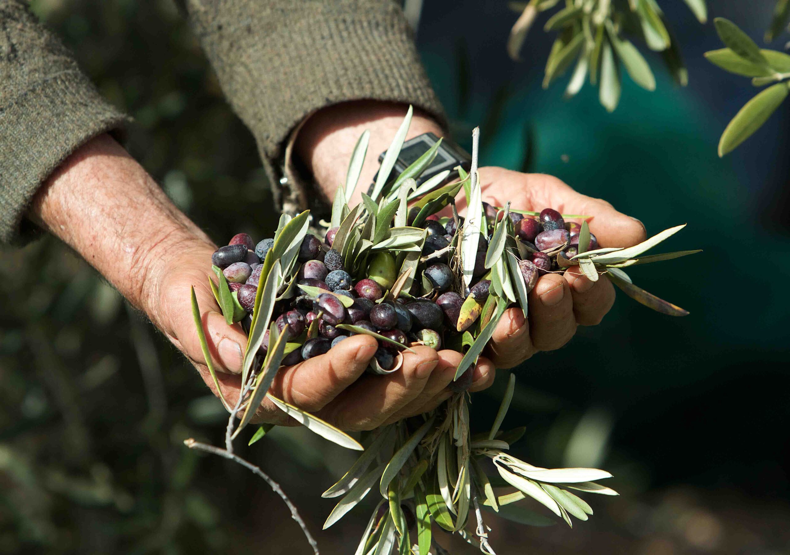Quiroga acoge una jornada formativa sobre la elaboración de aceite de oliva virgen extra de calidad en Galicia