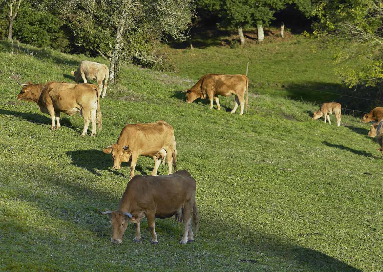 “Preocupación” en el sector de vacuno gallego por el acuerdo con Mercosur