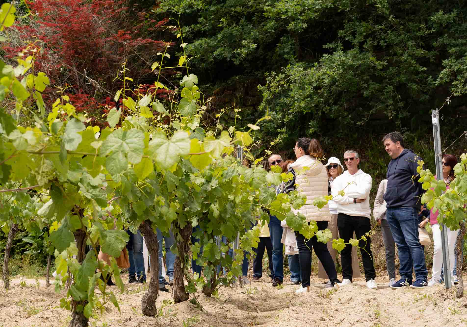 Ampliado el plazo de las ayudas al fomento de la movilidad sostenible en enoturismo