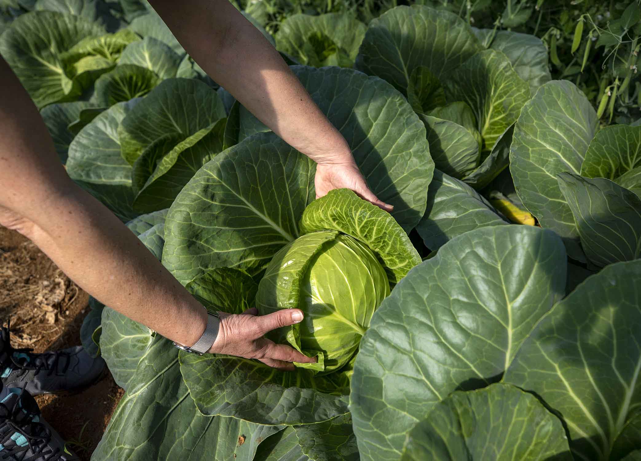 Mondoñedo acoge este fin de semana el VIII Foro Labrego de Agroecoloxía