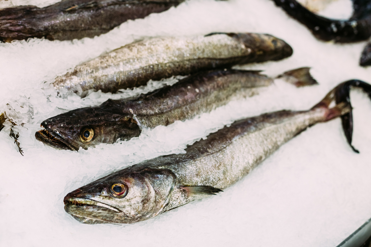 Un estudio del CSIC confirma la sobrepesca de la merluza europea y su lenta recuperación