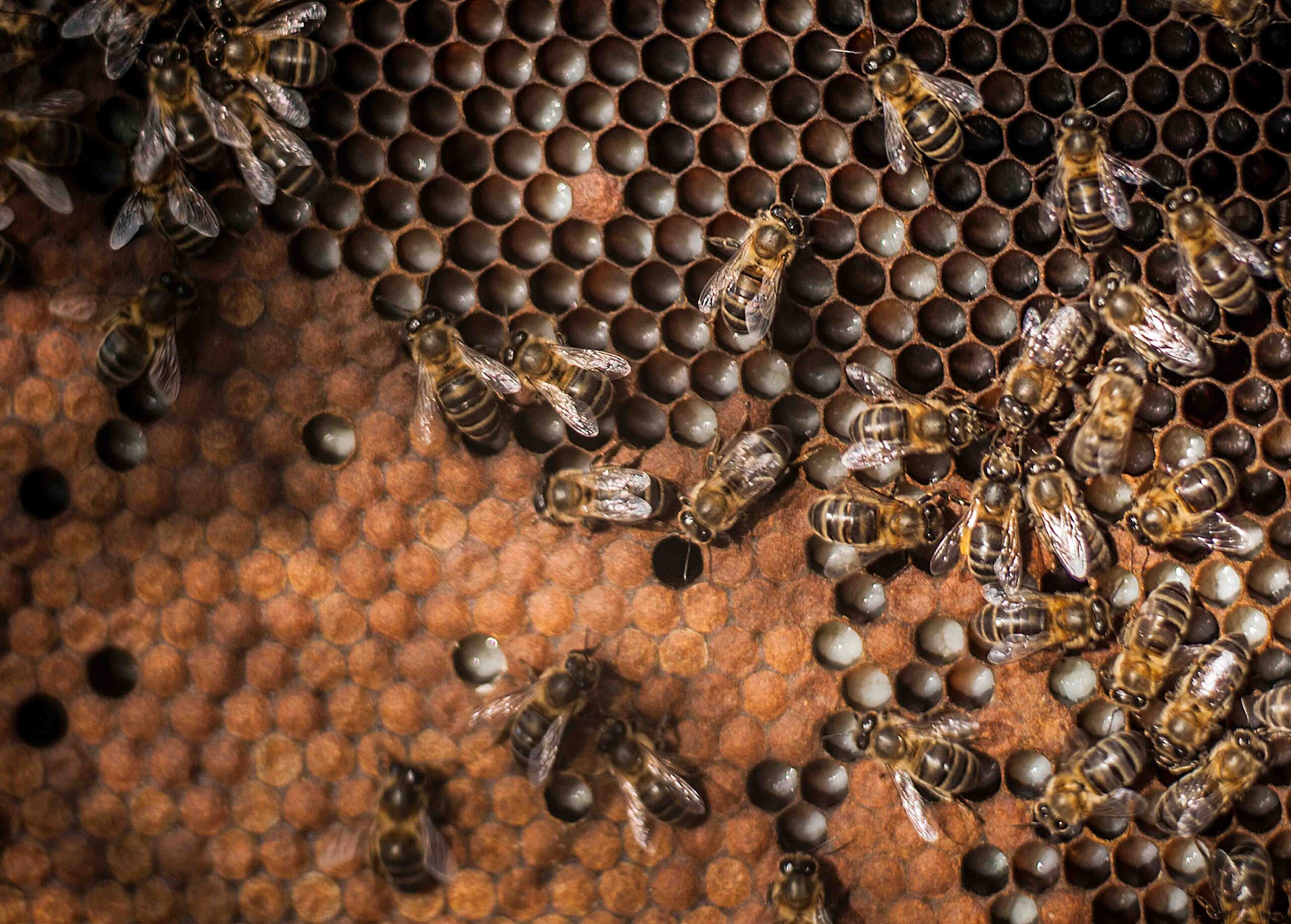Xuntanza Abelleira, este sábado en Arzúa