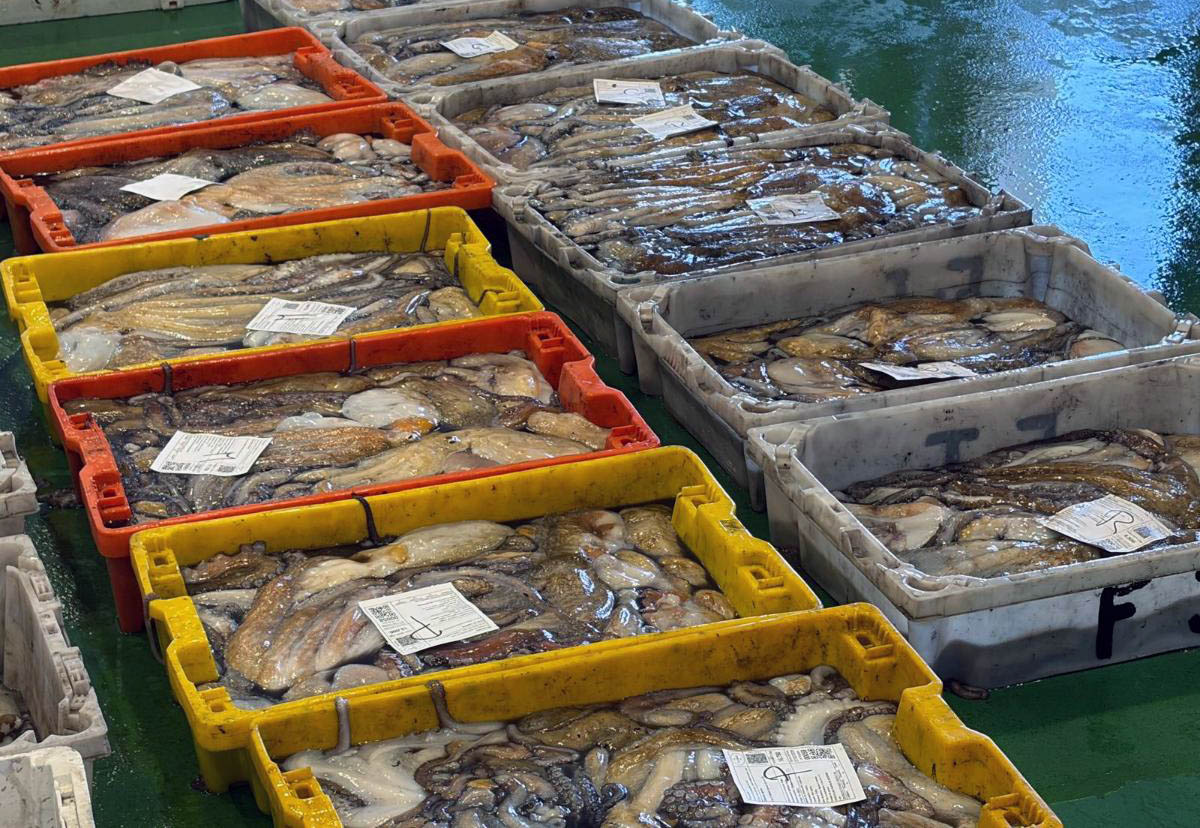 Últimos pulpos gallegos en los mercados