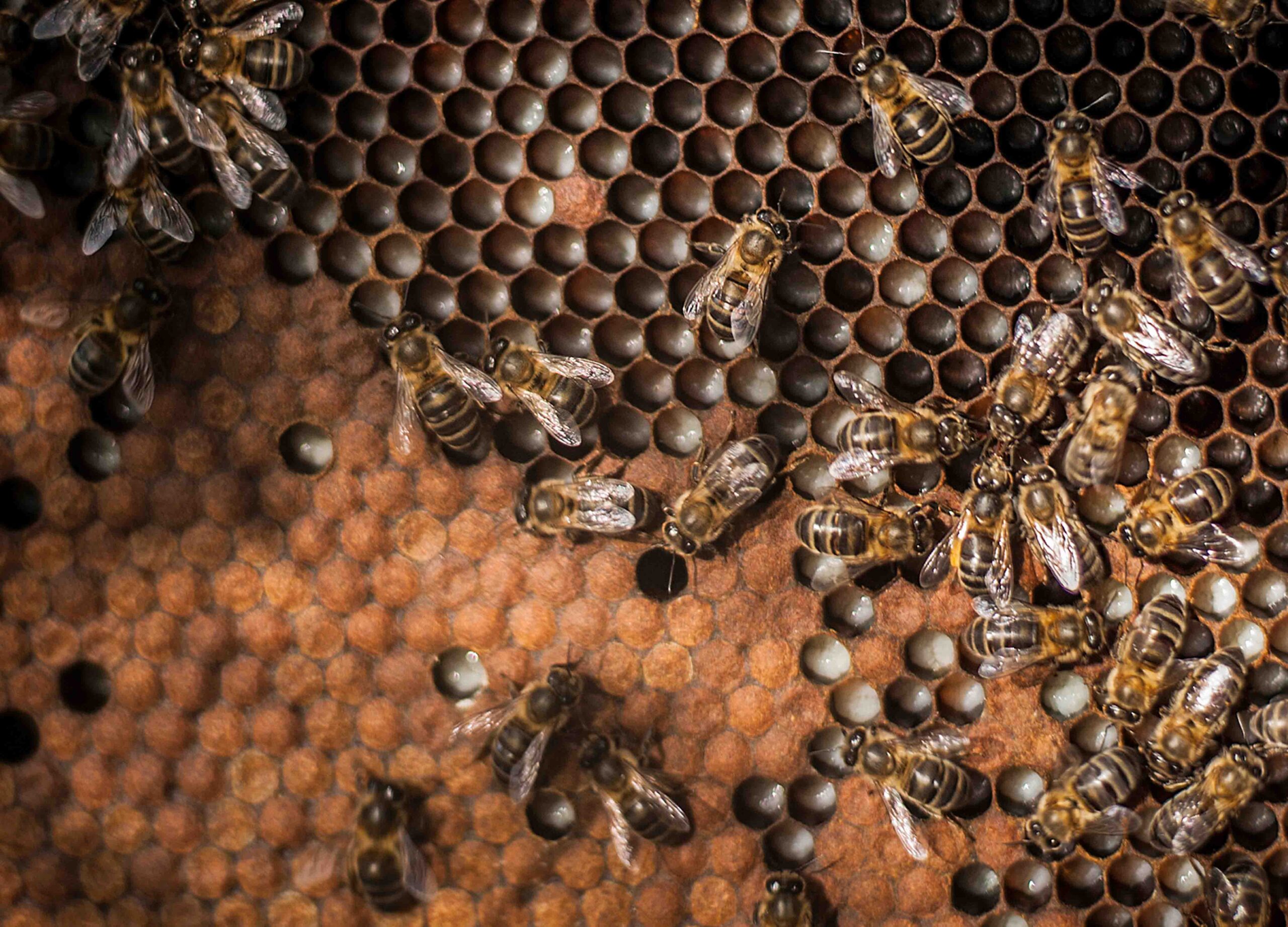 La IGP Mel de Galicia celebra el Día Mundial de las Abejas