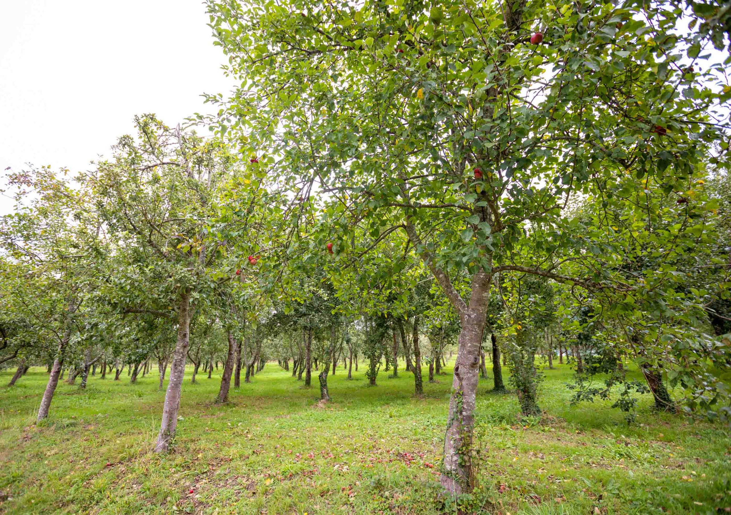 La Deputación de Pontevedra ultima una nueva edición de las Rutas das Maceiras en Flor