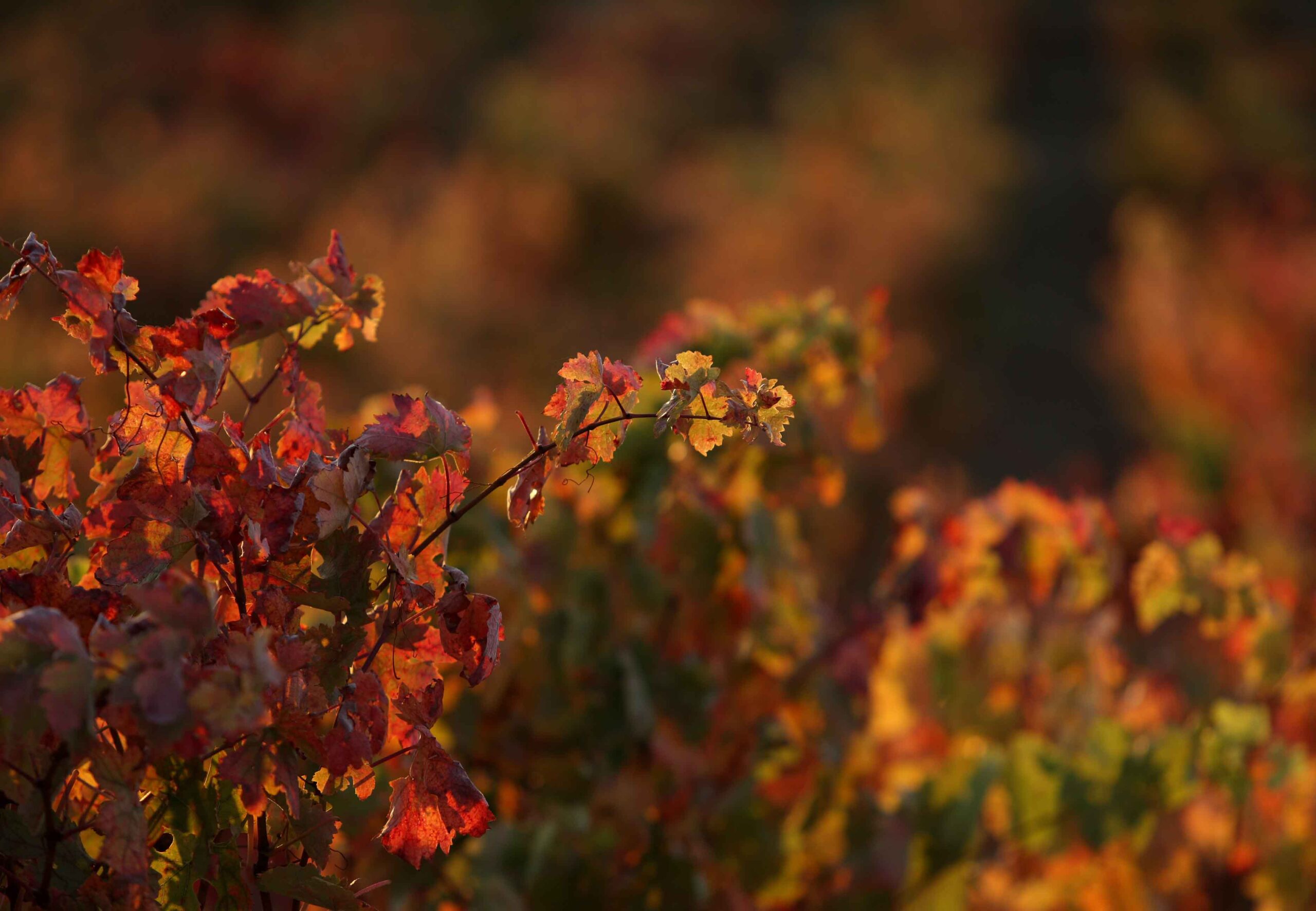 La Fundación para la Cultura del Vino impulsa un seminario sobre inteligencia artificial aplicada a bodegas