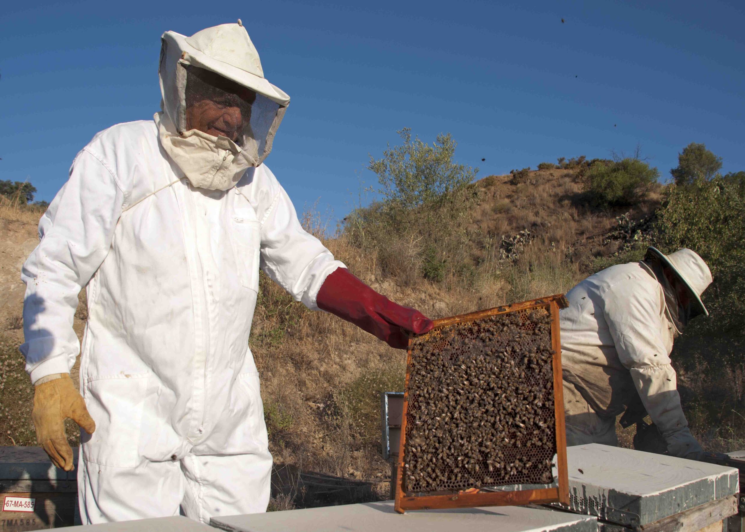 Cita con la Mostra Galega de Apicultura