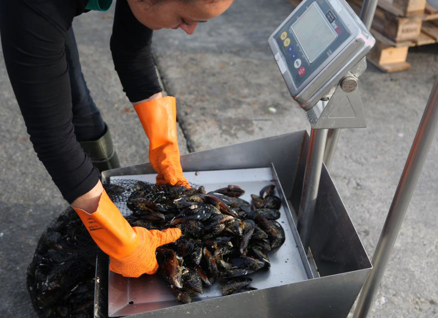 El IIM-CSIC inicia un proyecto para estudiar la resiliencia del mejillón frente al cambio ambiental
