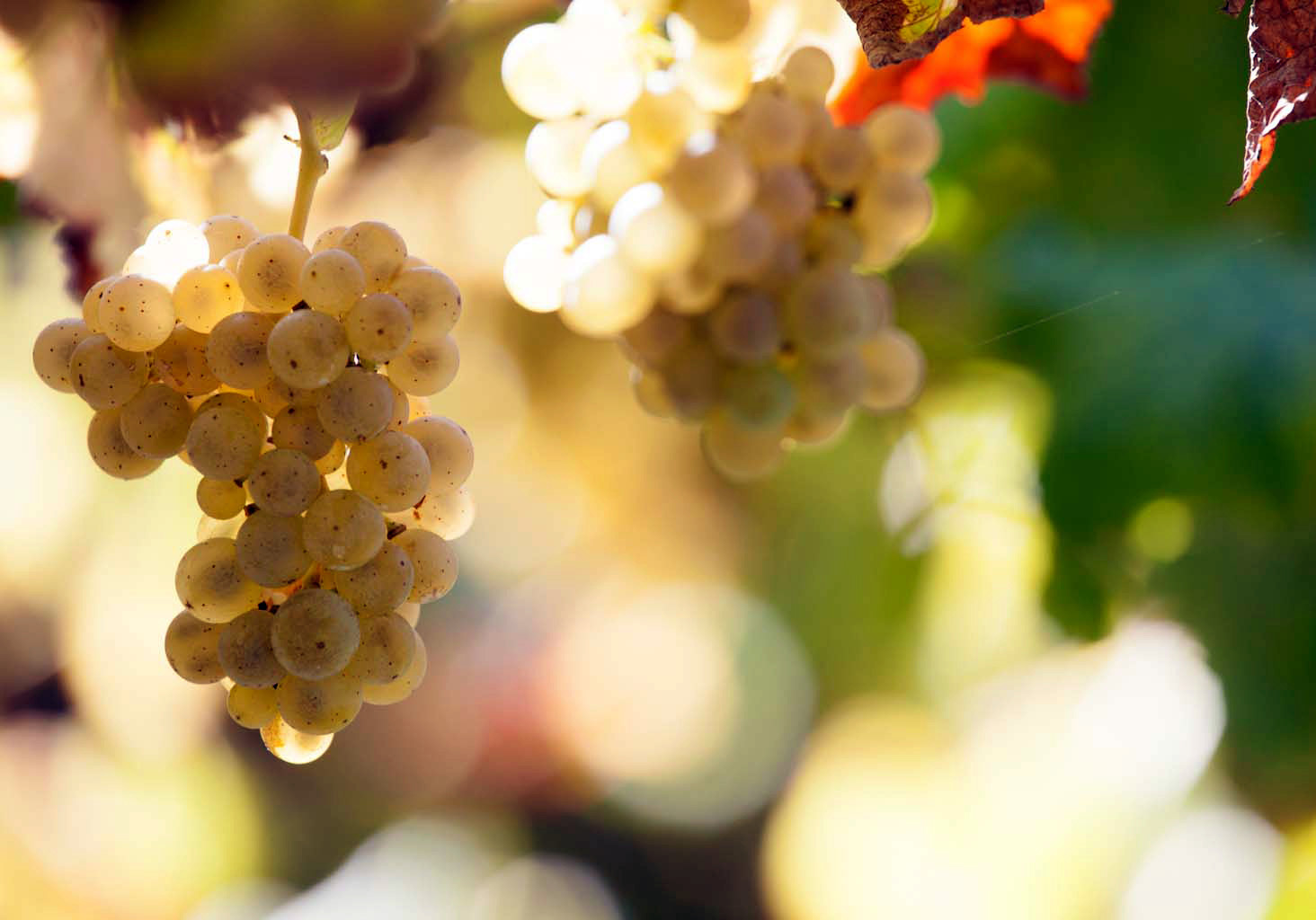 ‘Experiencias Boviño’, encuentro con el sector del vino en O Barbanza