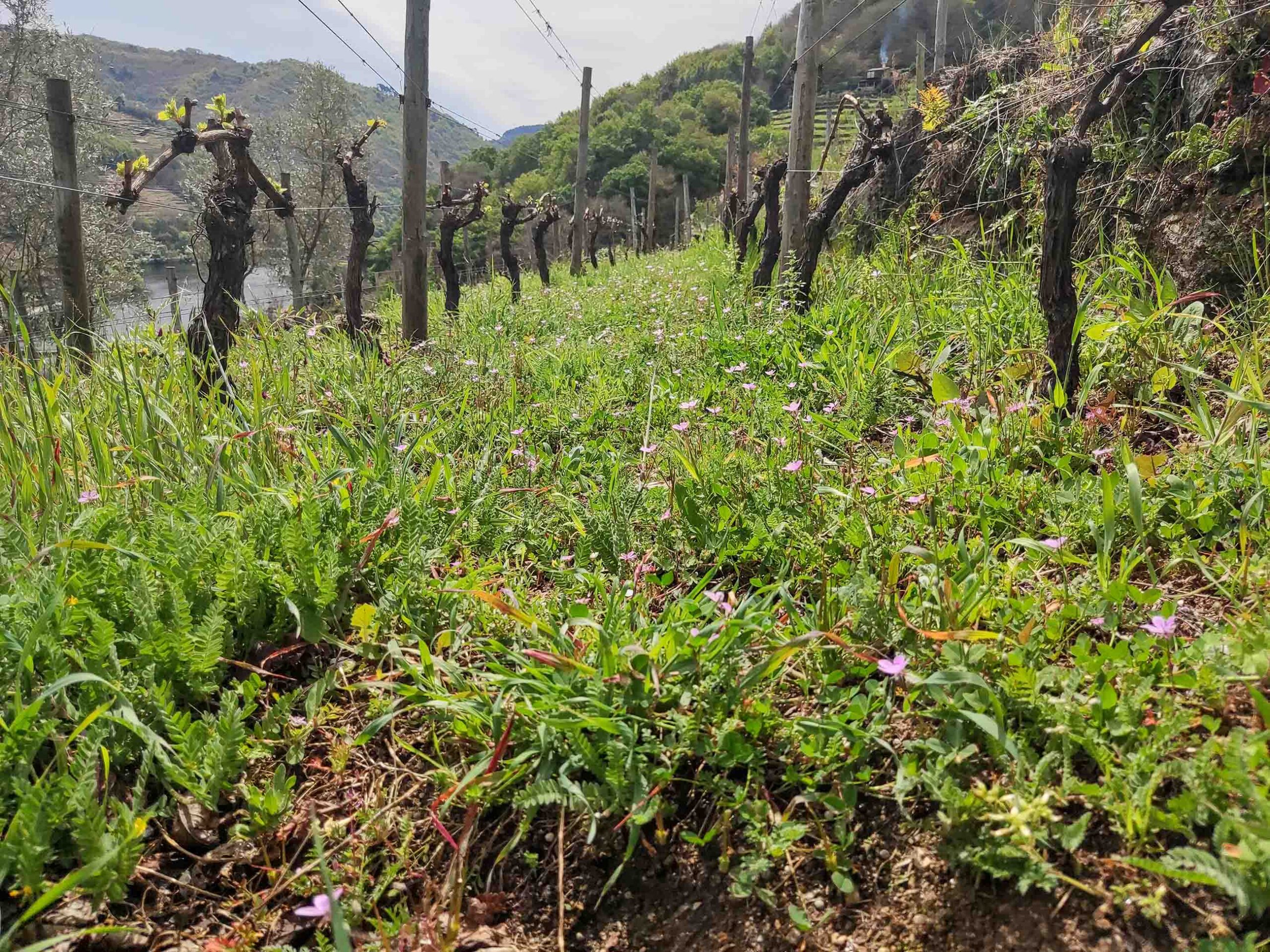 El Inorde promueve la formación en agricultura regenerativa aplicada al viñedo