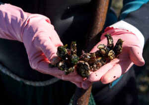 percebes