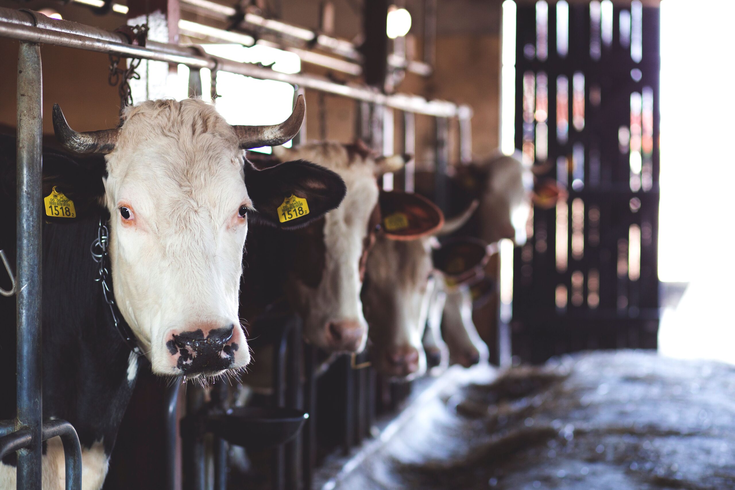 Lactalis España apuesta por el Máster en Producción de Leche de la USC 